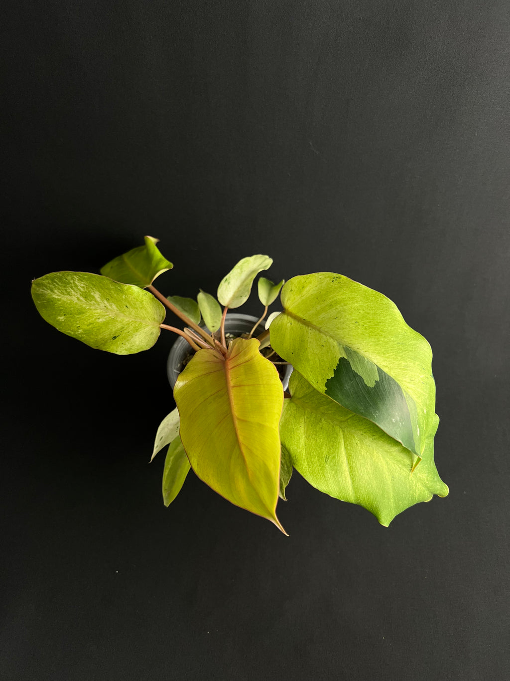 Philodendron 'Snowdrift'