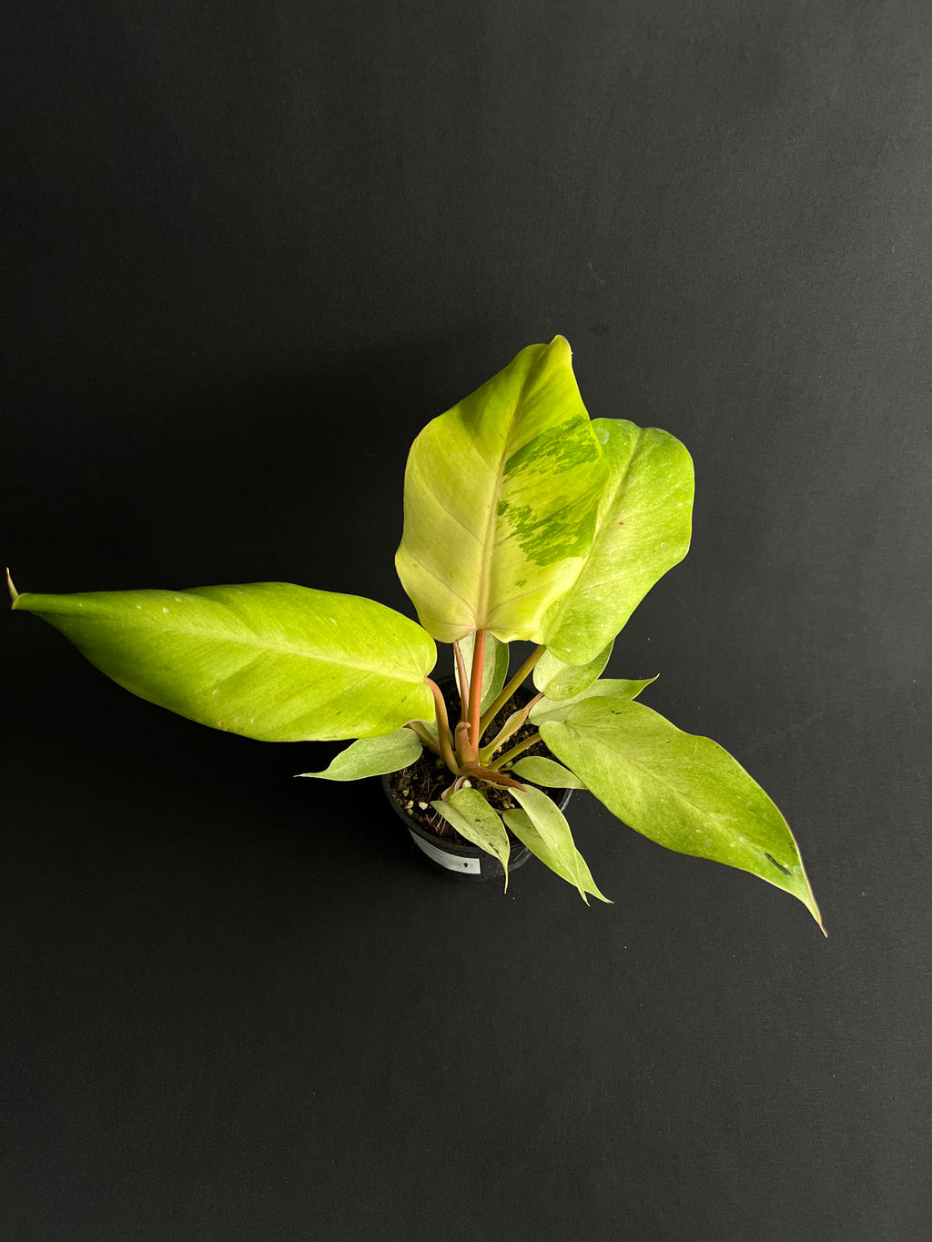 Philodendron 'Snowdrift'