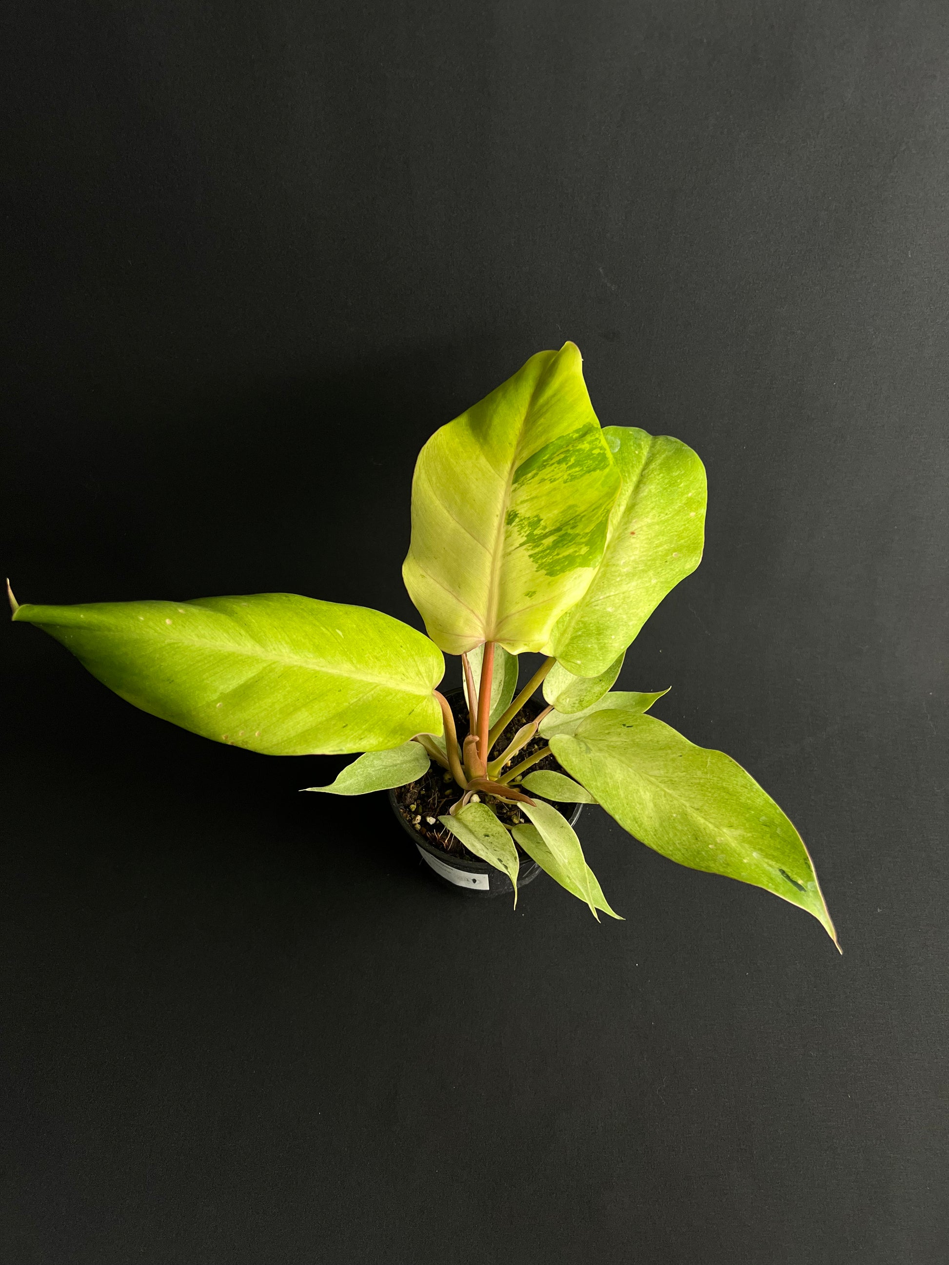 Philodendron 'Snowdrift'