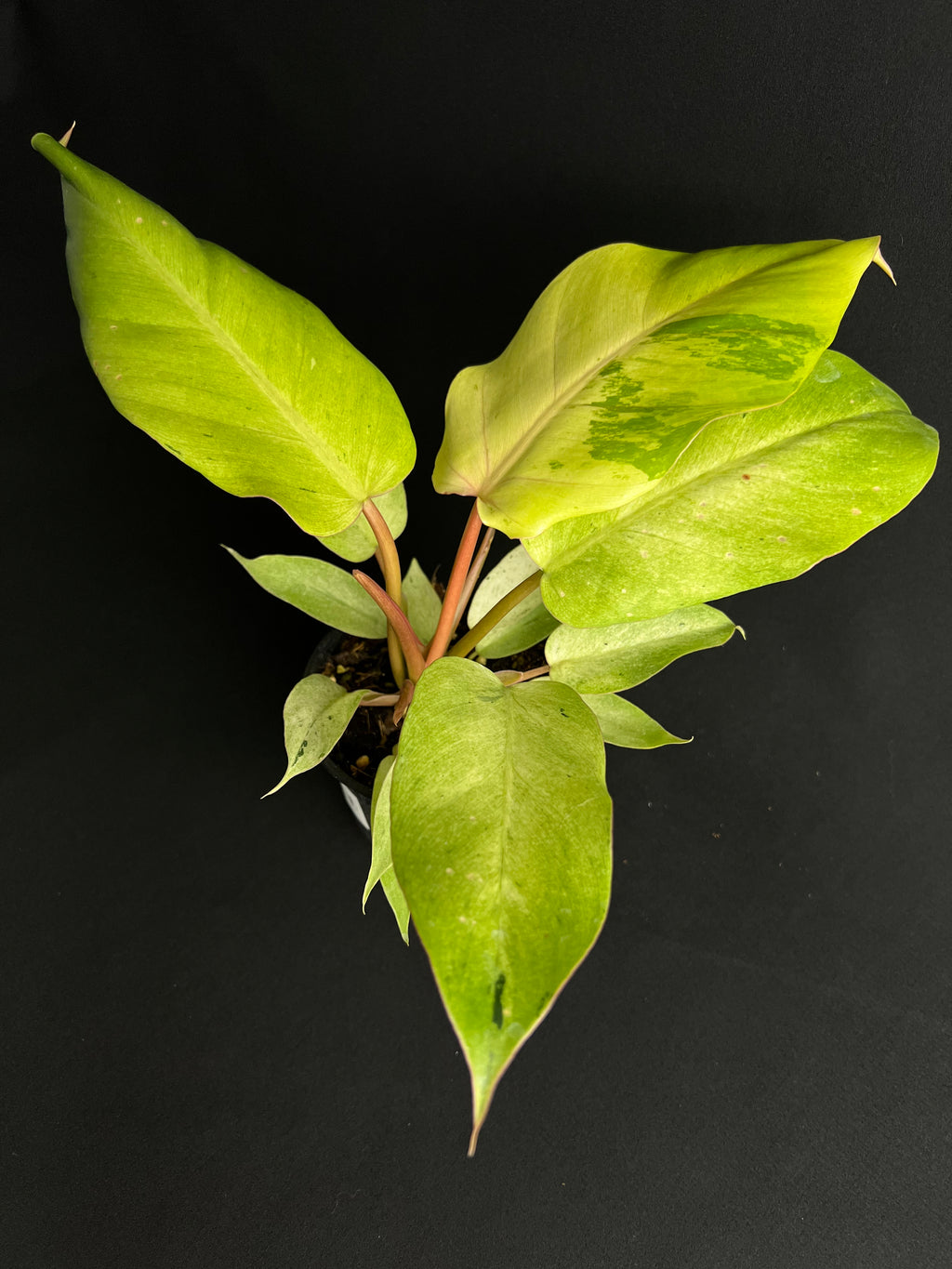 Philodendron 'Snowdrift'