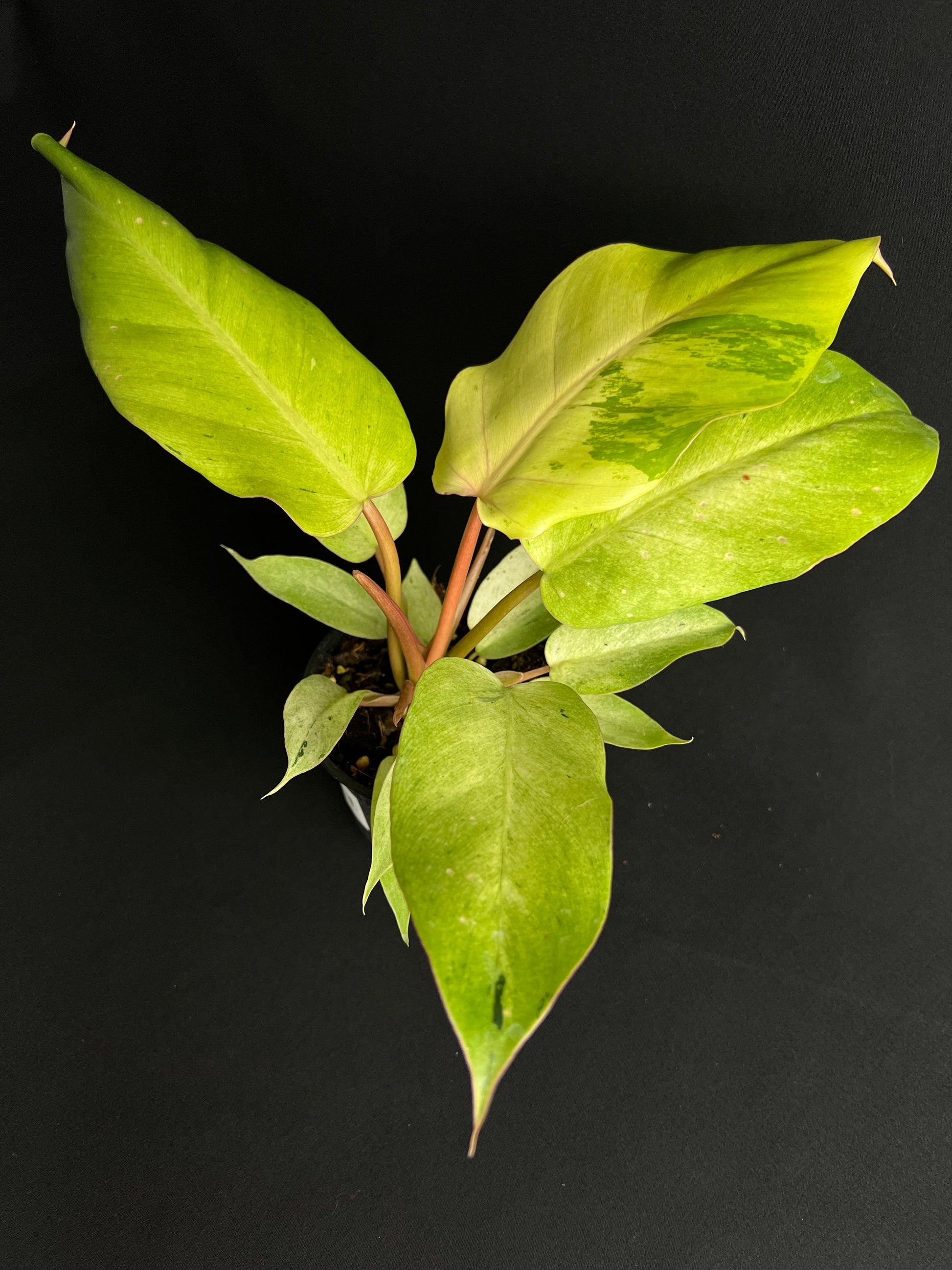 Philodendron 'Snowdrift'