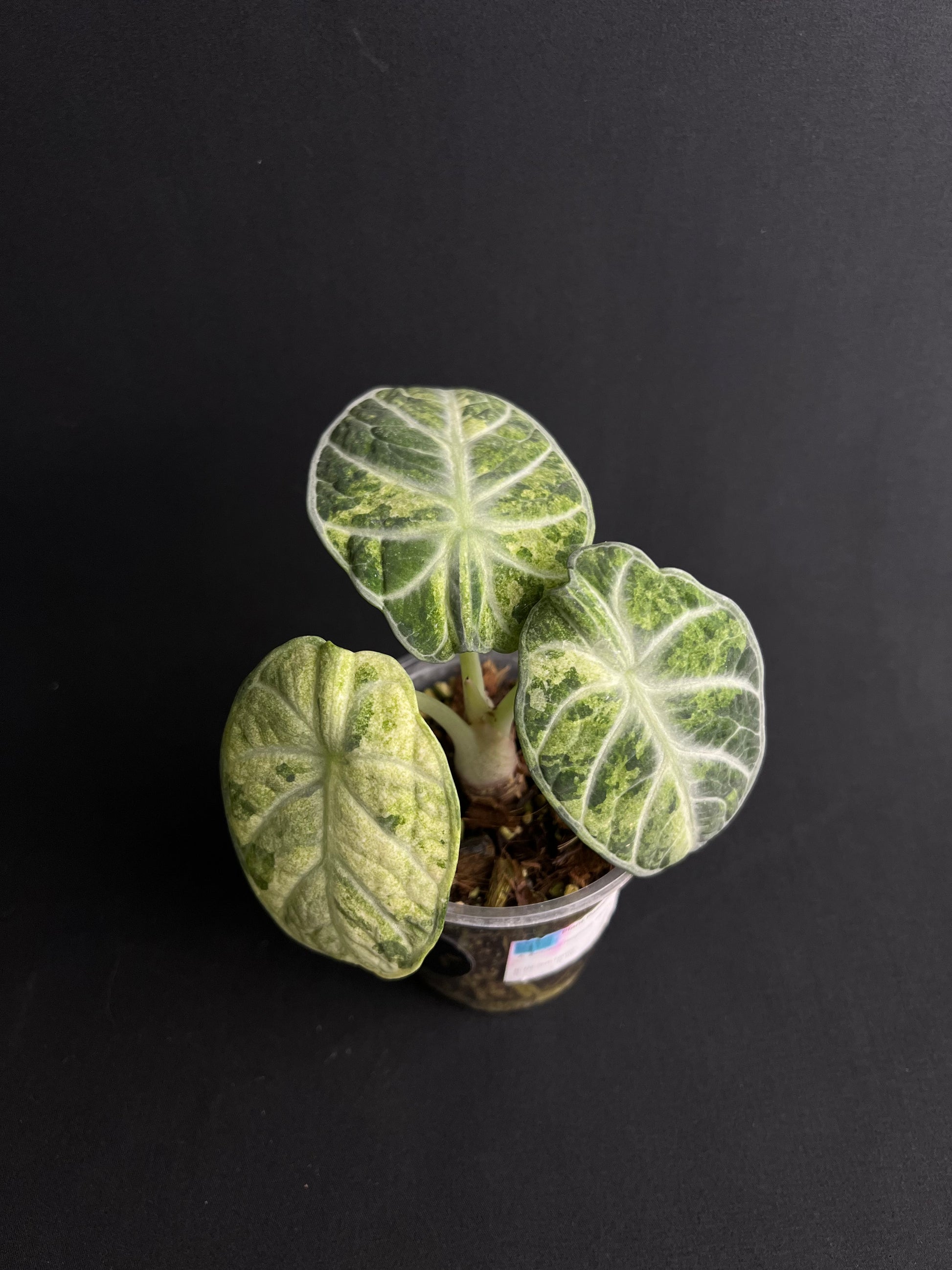 Alocasia Reginula 'Ninja' Variegata #1