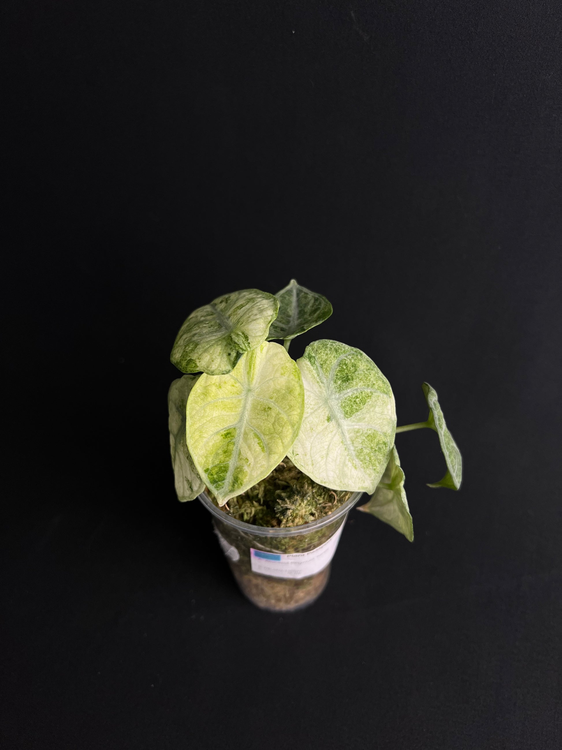 Alocasia Reginula 'Ninja' Variegata #2