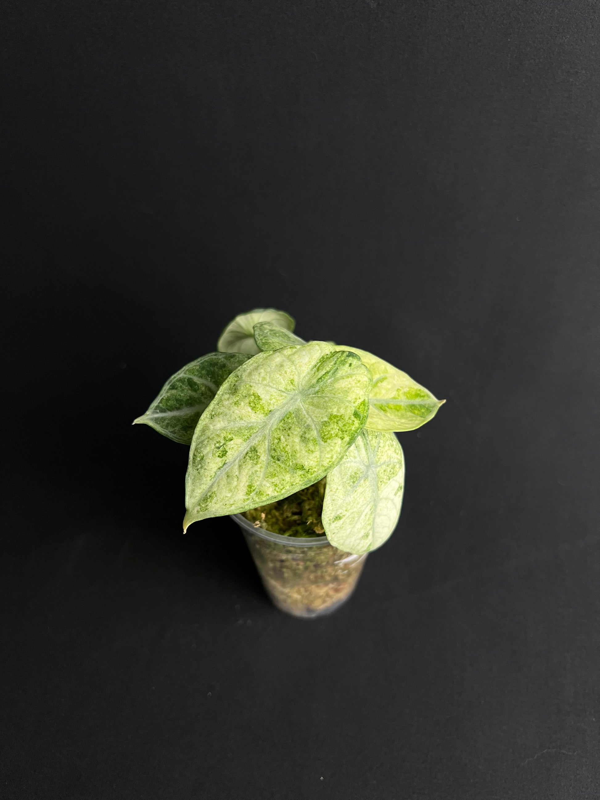 Alocasia Reginula 'Ninja' Variegata #2