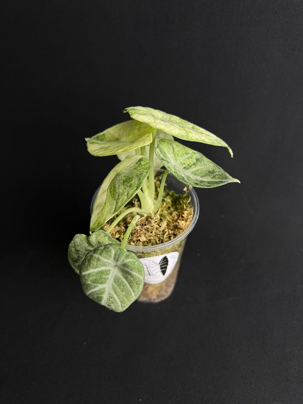 Alocasia Reginula 'Ninja' Variegata #2
