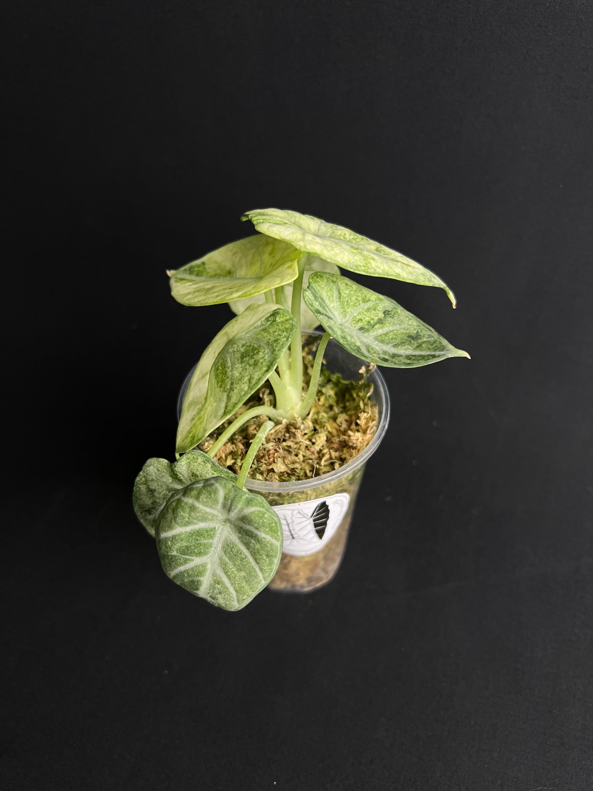 Alocasia Reginula 'Ninja' Variegata #2