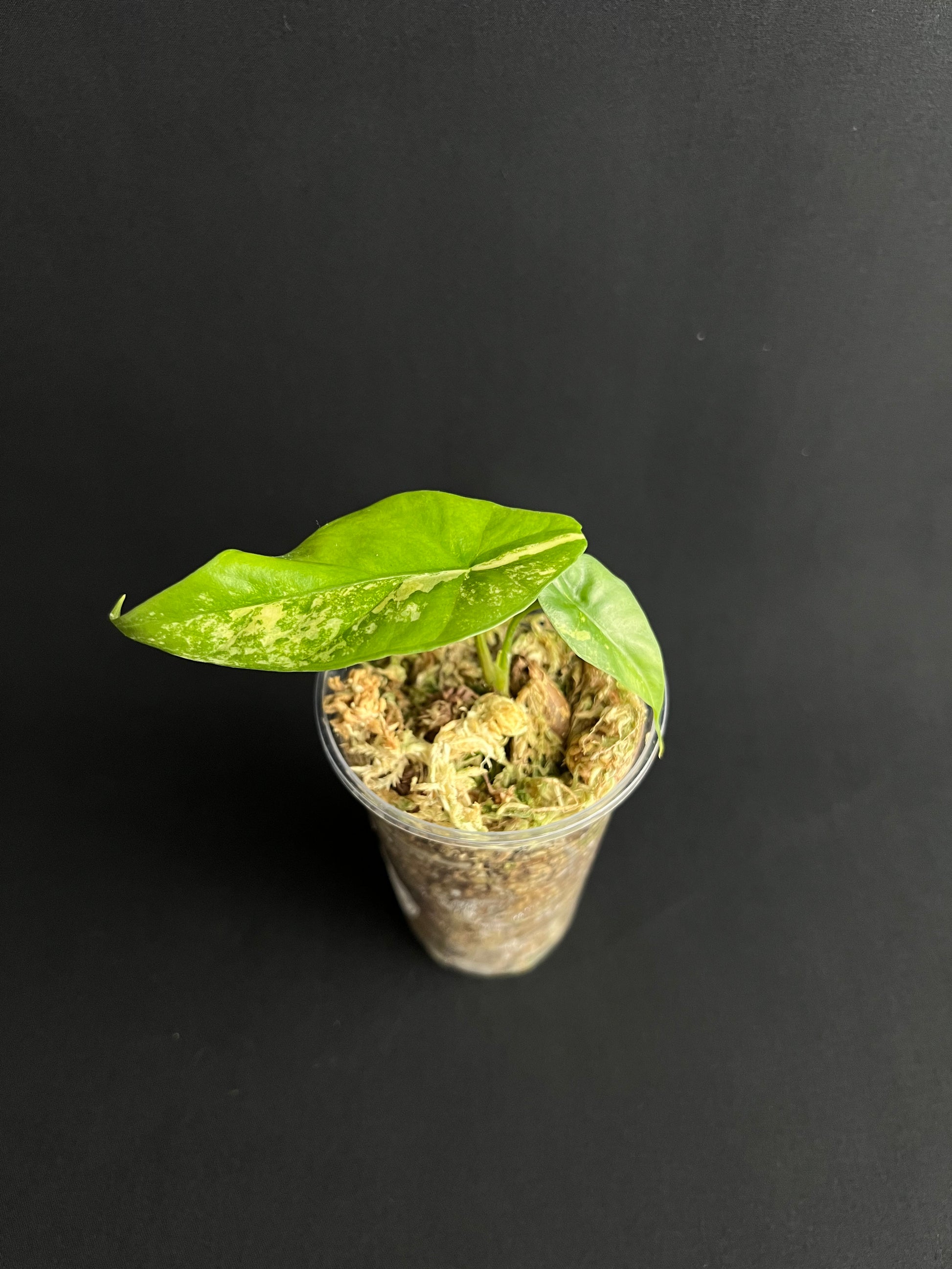 Alocasia Simpo Aurea Variegata #6