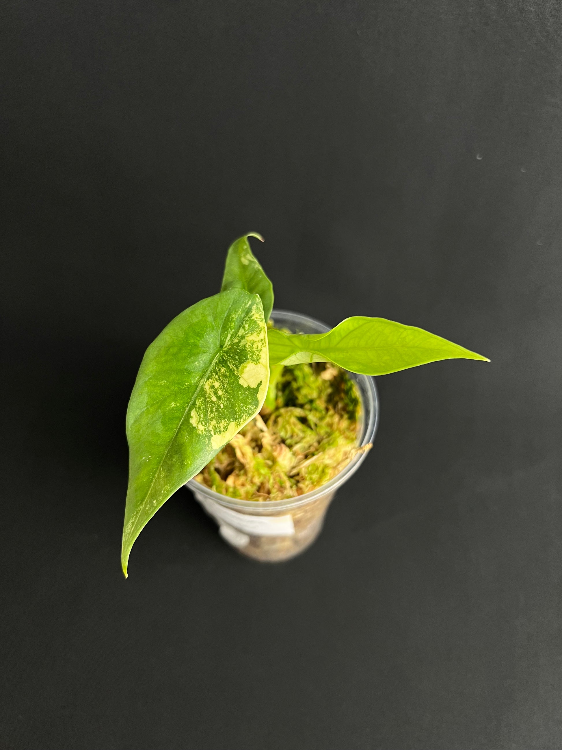 Alocasia Simpo Aurea Variegata #7