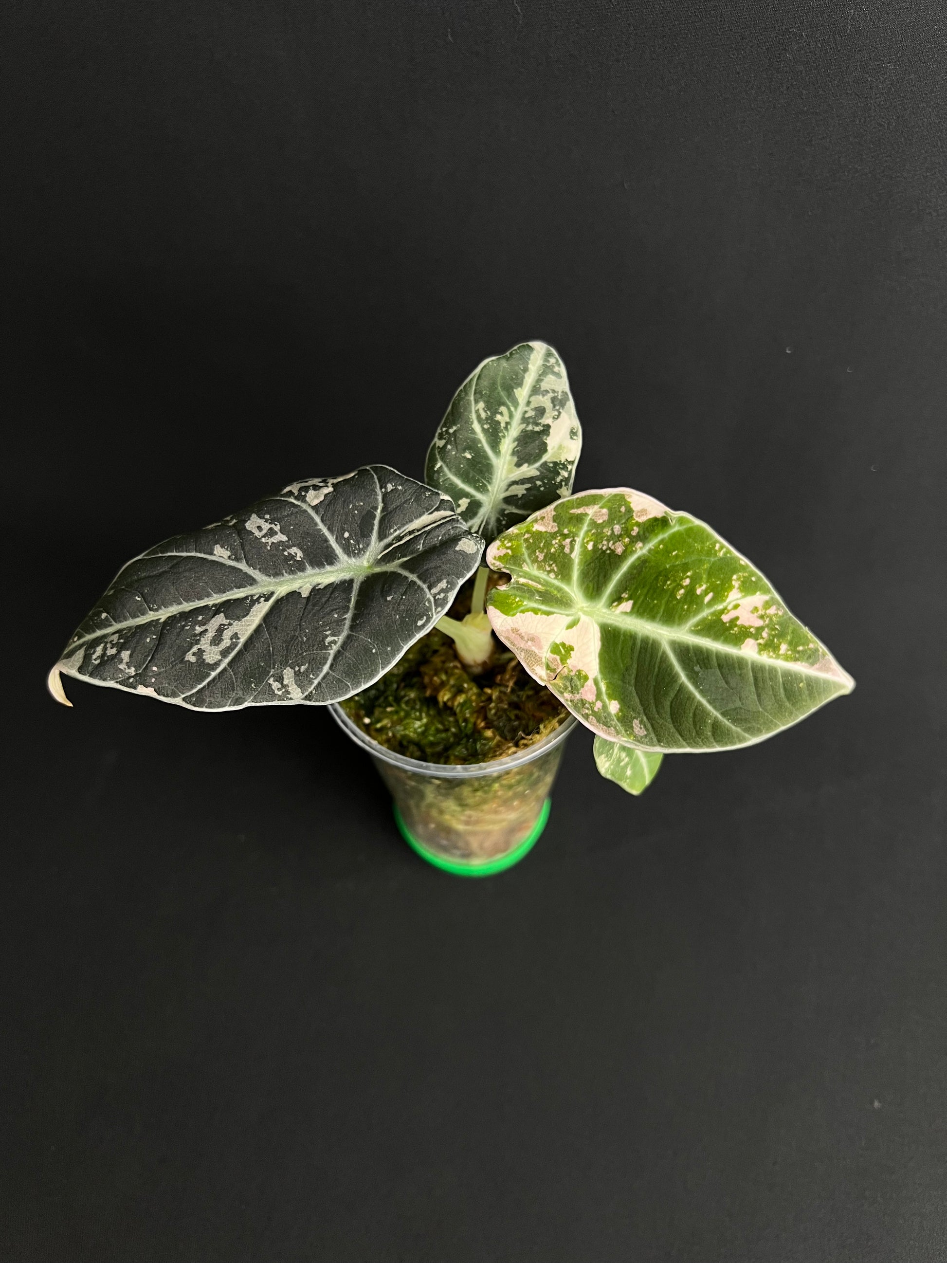 Alocasia Reginula 'Black Velvet' Pink Variegata