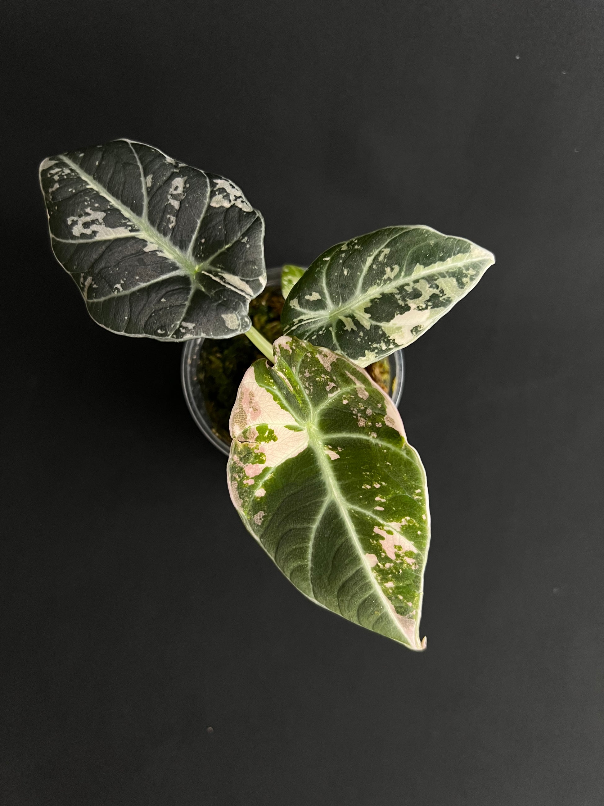 Alocasia Reginula 'Black Velvet' Pink Variegata