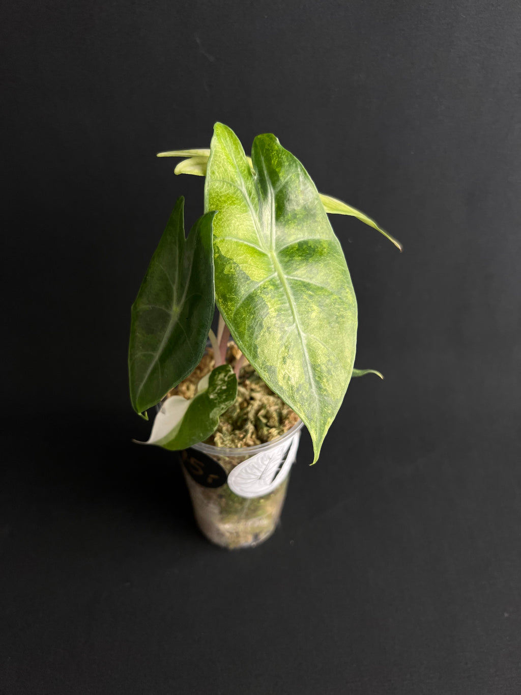 Alocasia Nairobi Nights Aurea Variegata #1