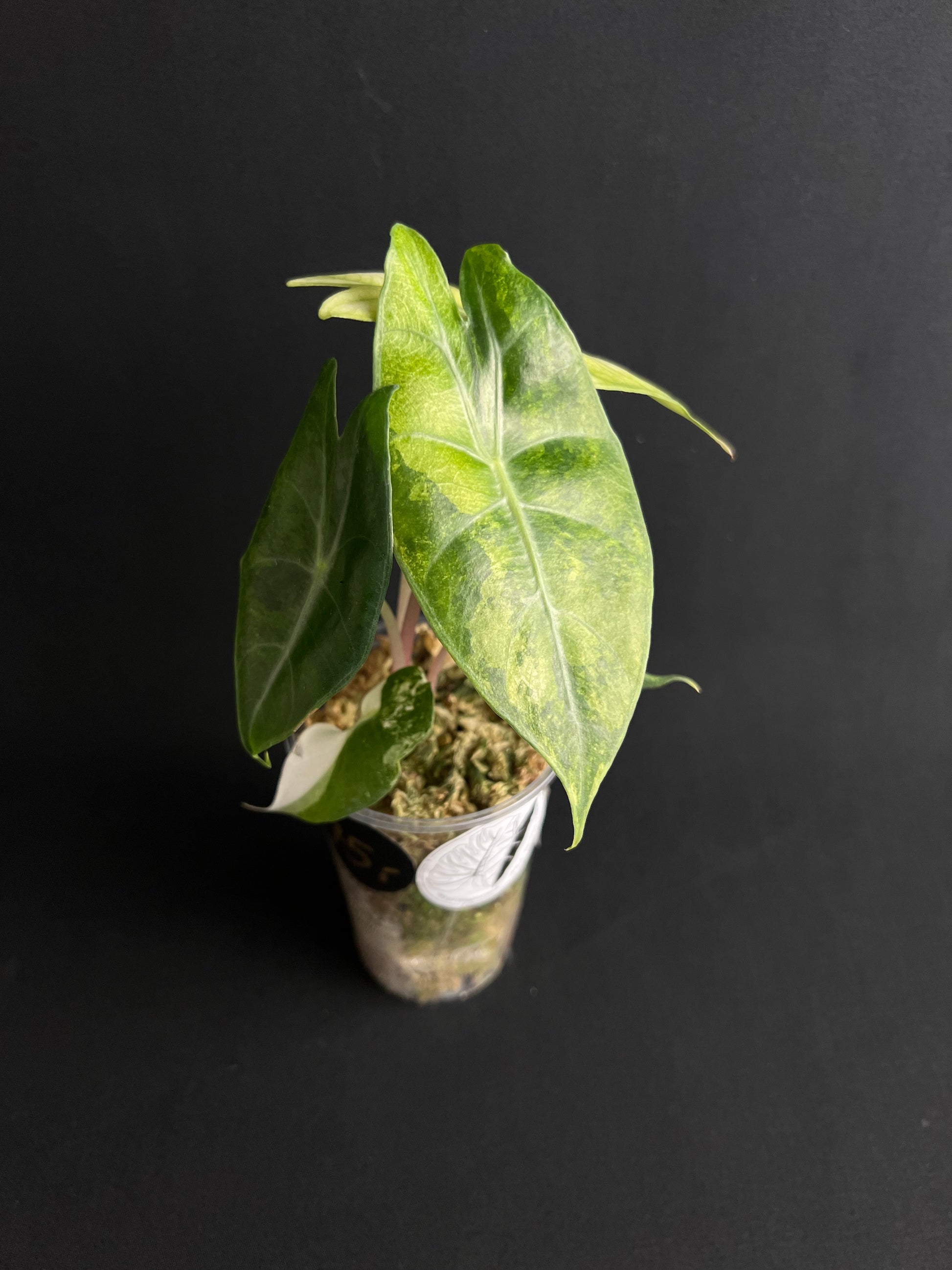 Alocasia Nairobi Nights Aurea Variegata #1