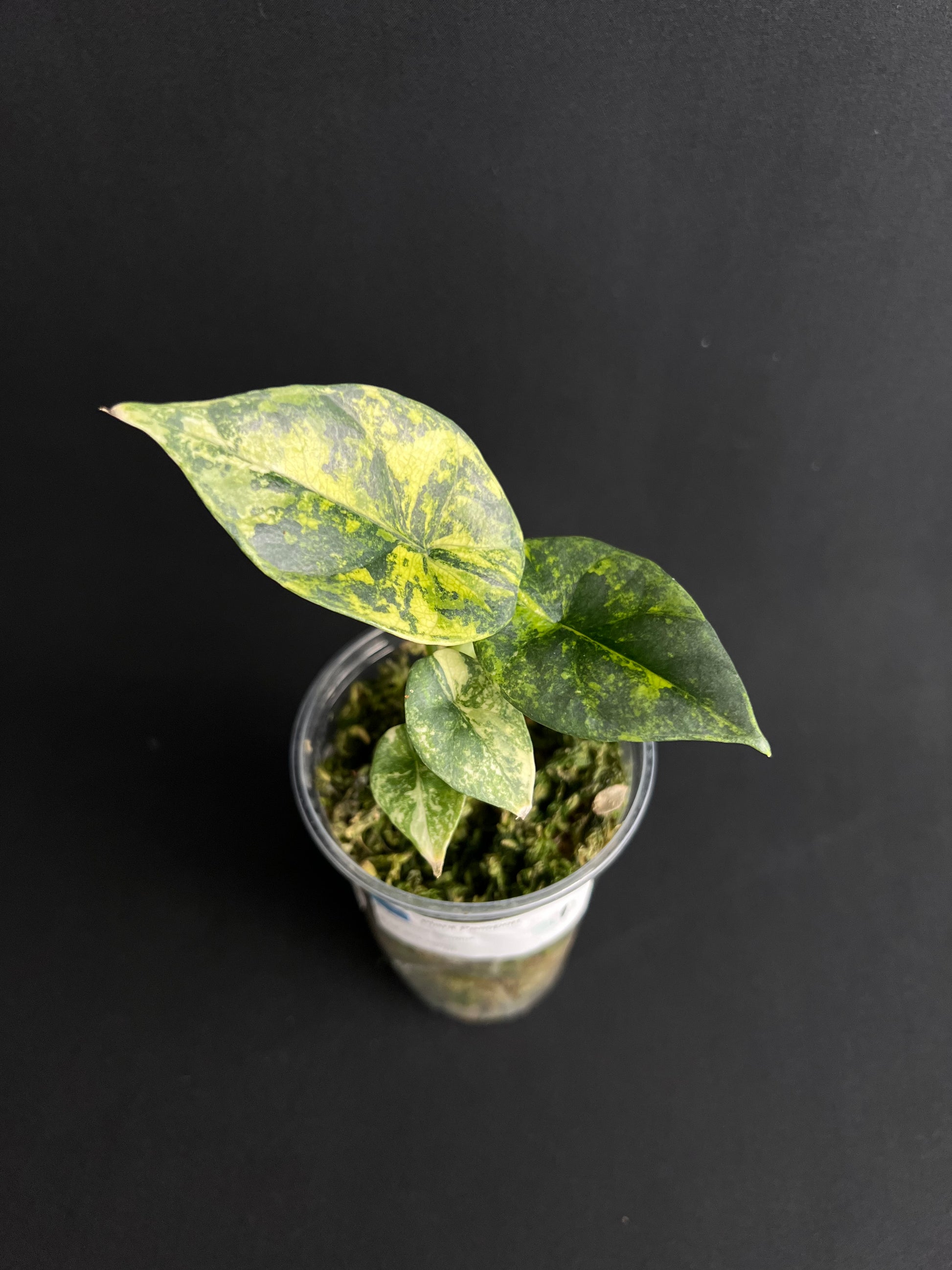 Alocasia Sinuata Aurea Variegata