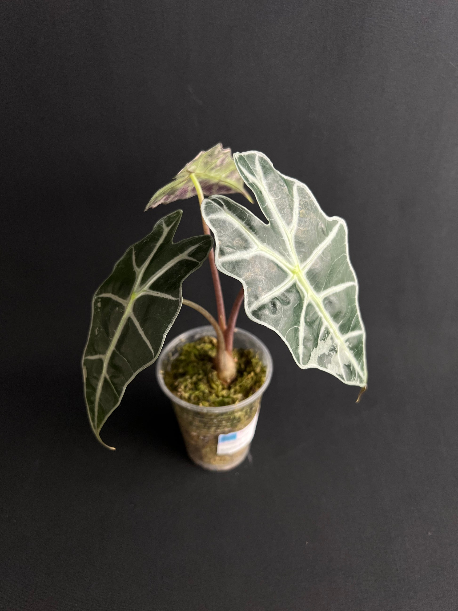 Alocasia Amazonica 'Polly' Variegata