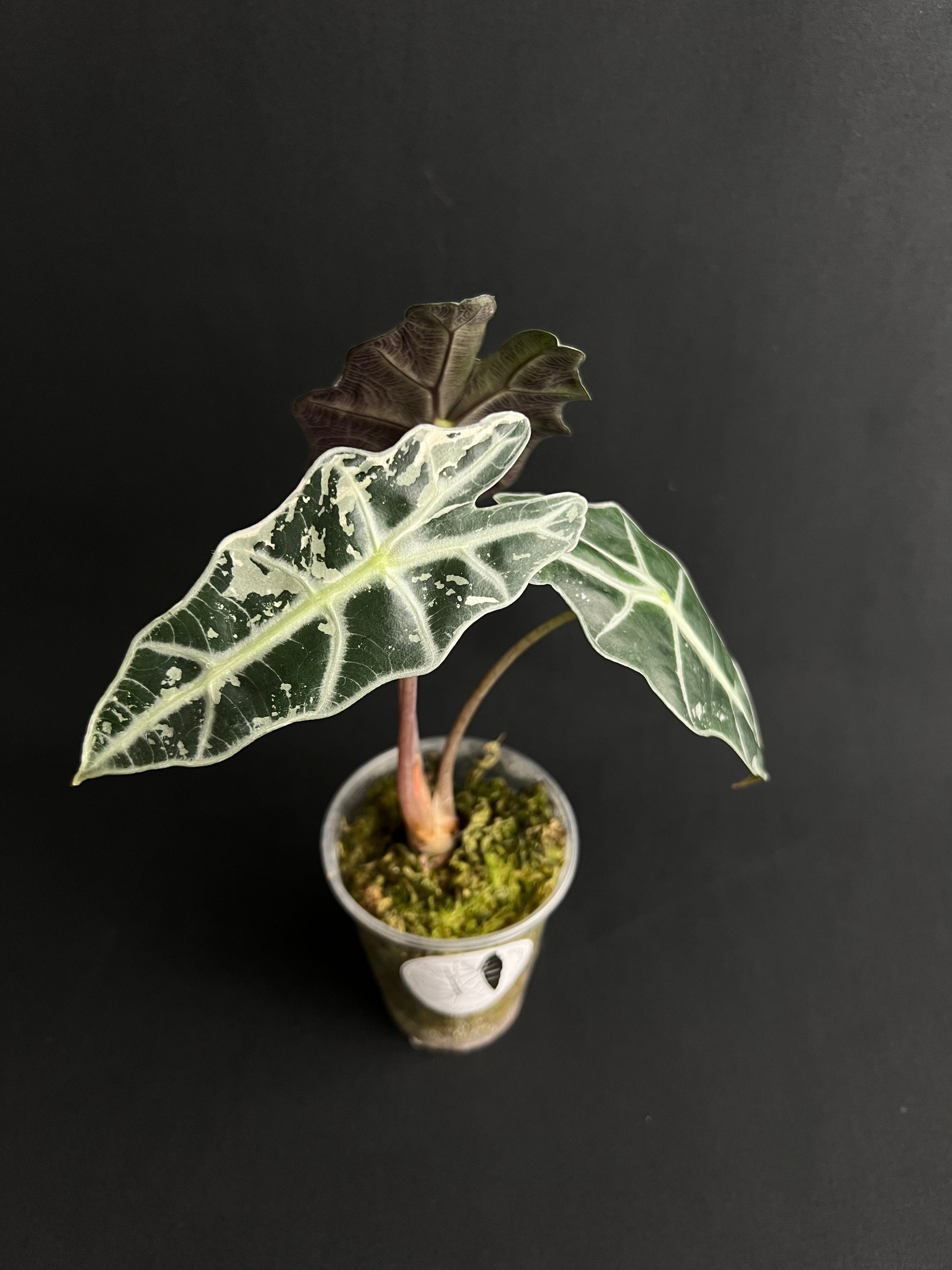 Alocasia Amazonica 'Polly' Variegata