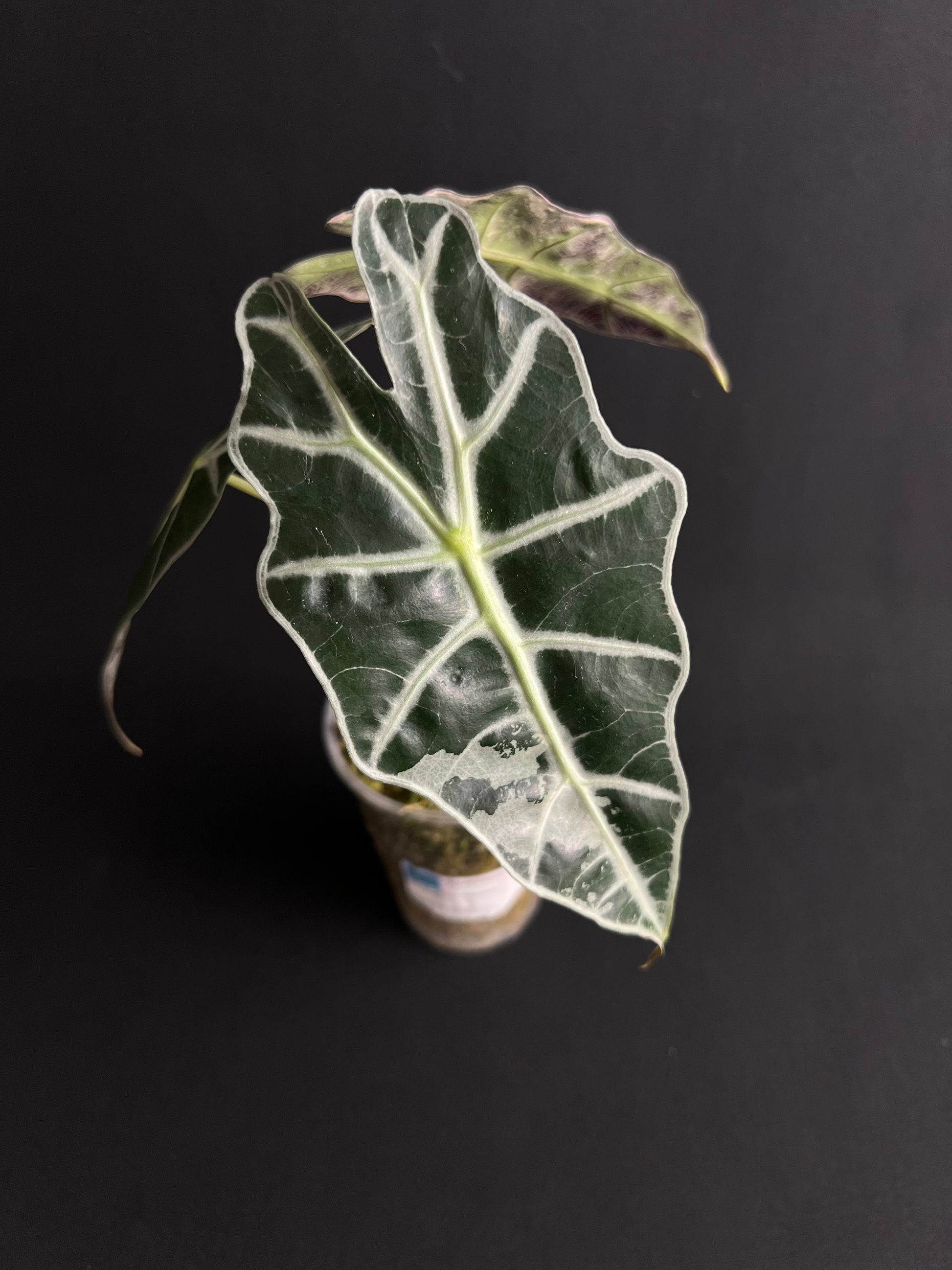Alocasia Amazonica 'Polly' Variegata