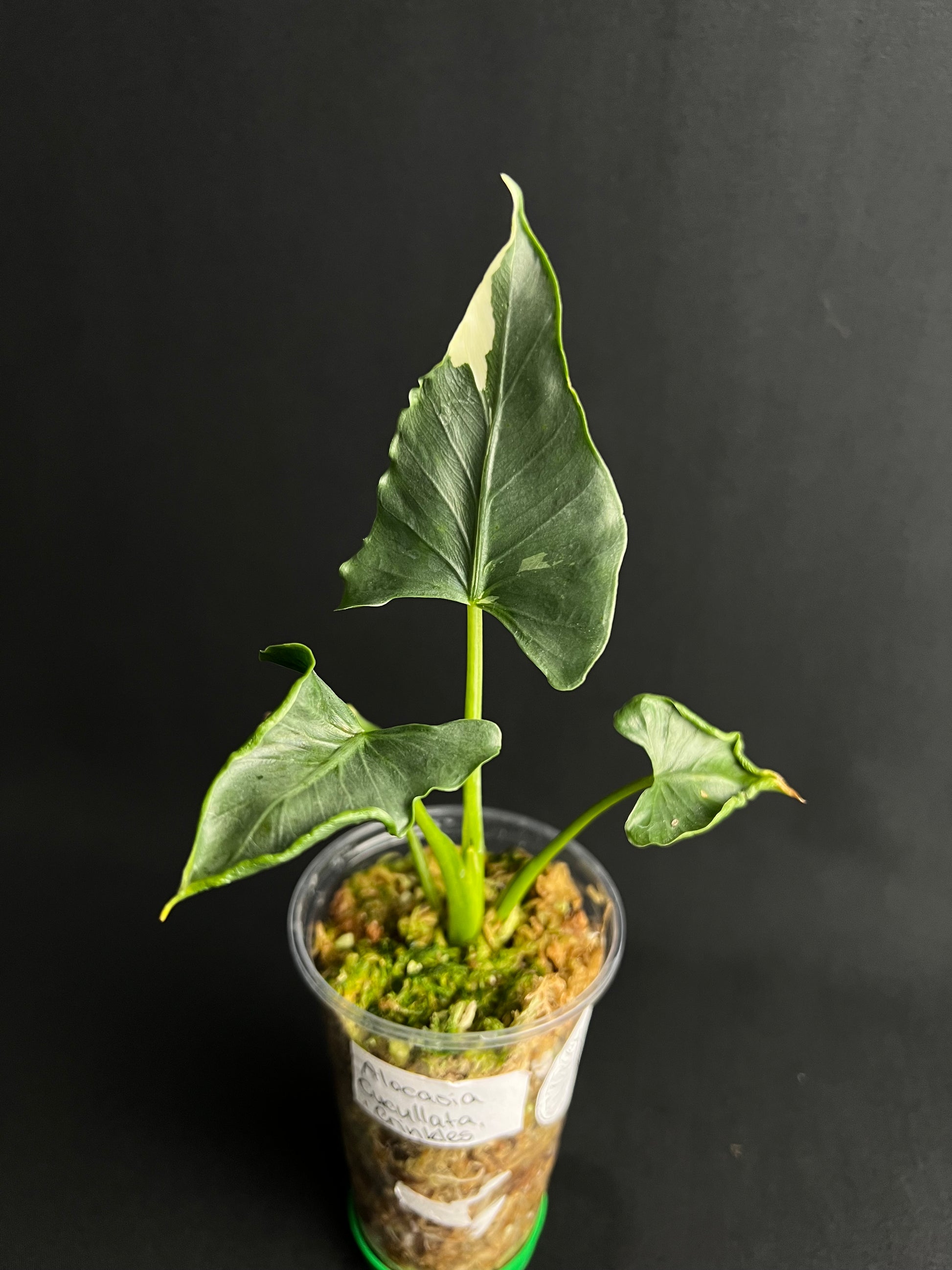 Alocasia Cucullata 'Crinkles' Albo Variegata