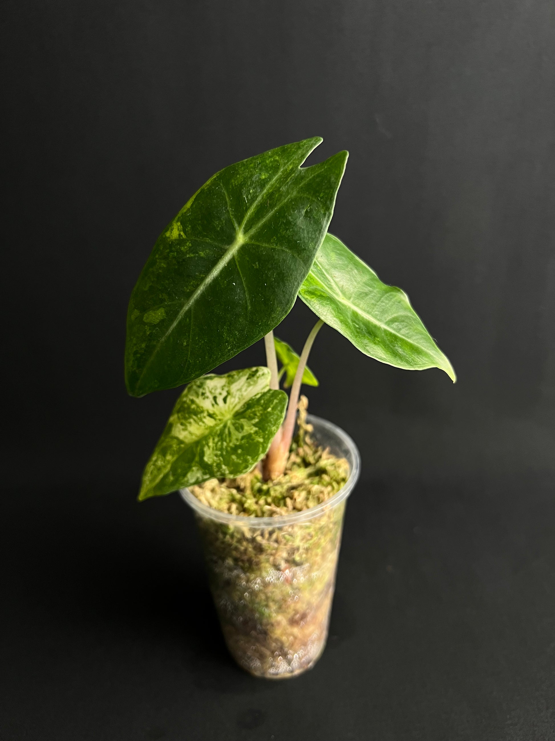 Alocasia Nairobi Nights Aurea Variegata #2