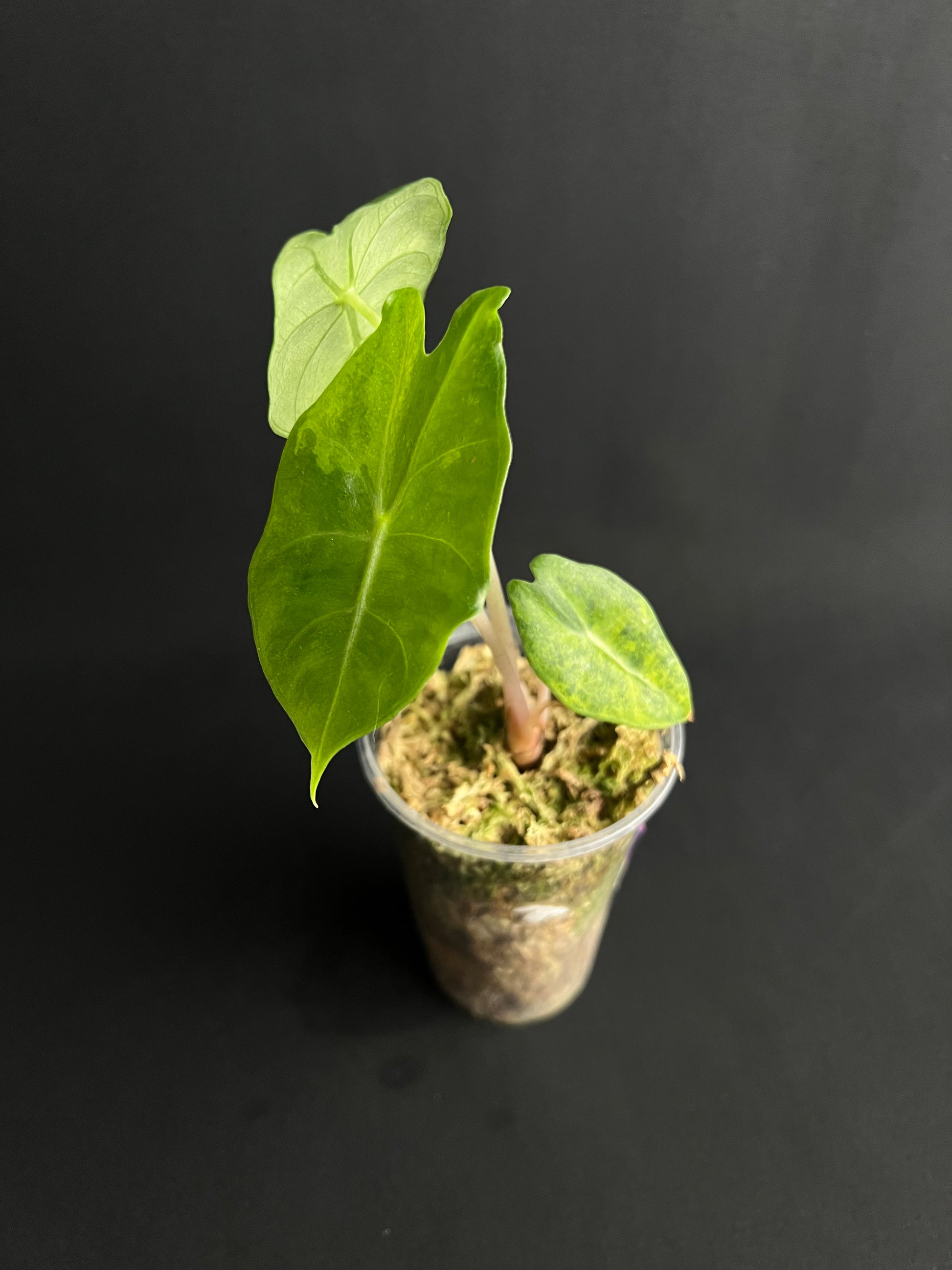 Alocasia Nairobi Nights Aurea Variegata #2