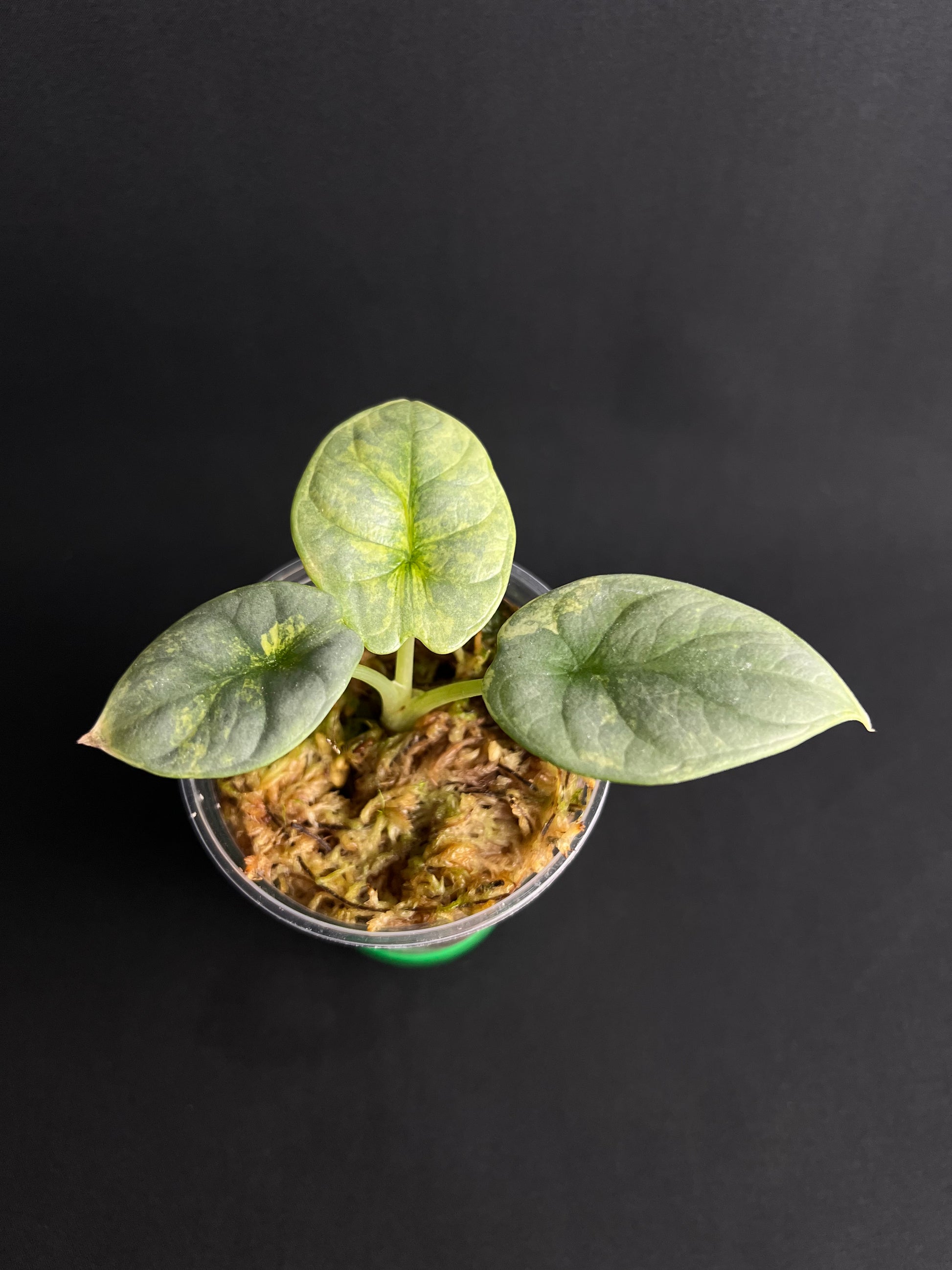 Alocasia Baginda 'Silver Dragon' Aurea Variegata