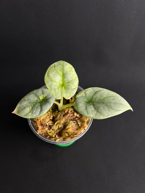 Alocasia Baginda 'Silver Dragon' Aurea Variegata