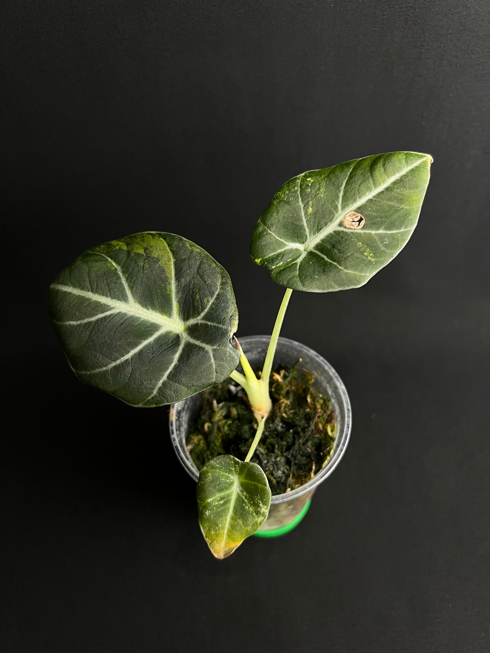 Alocasia Reginula 'Black Velvet' Gold Variegata #3