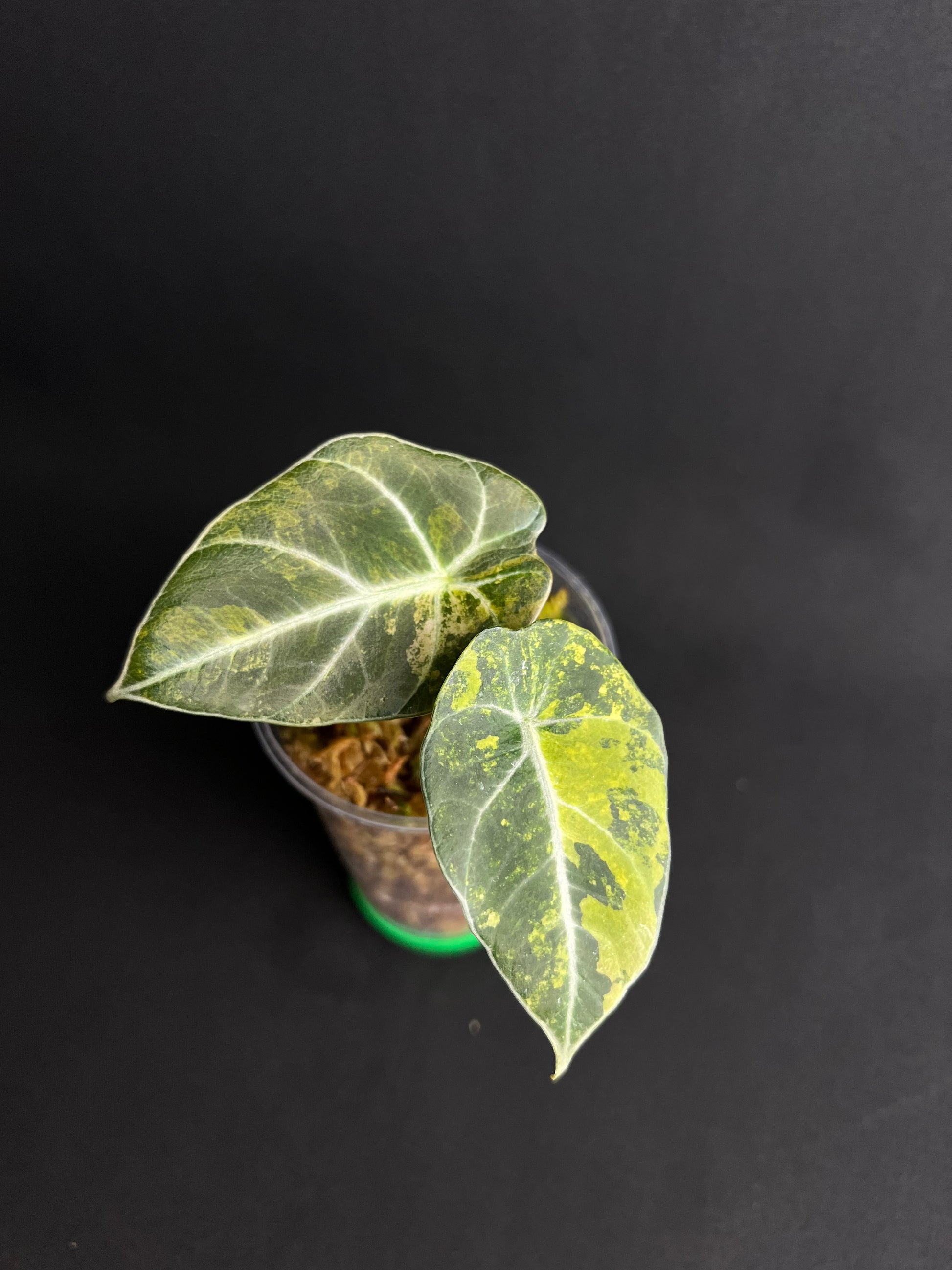 Alocasia Reginula 'Black Velvet' Gold Variegata #4
