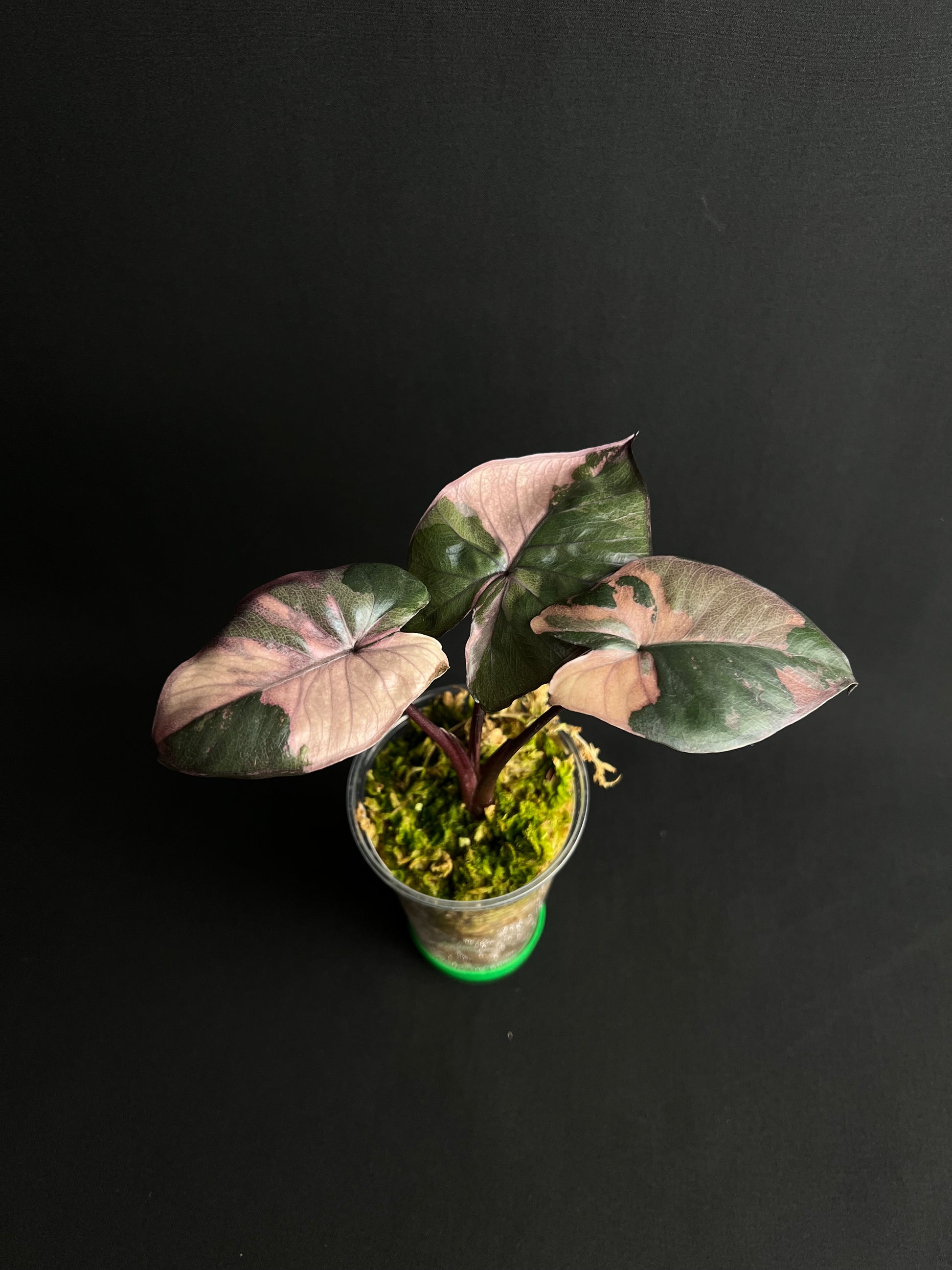 Alocasia Serendipity Variegata #1