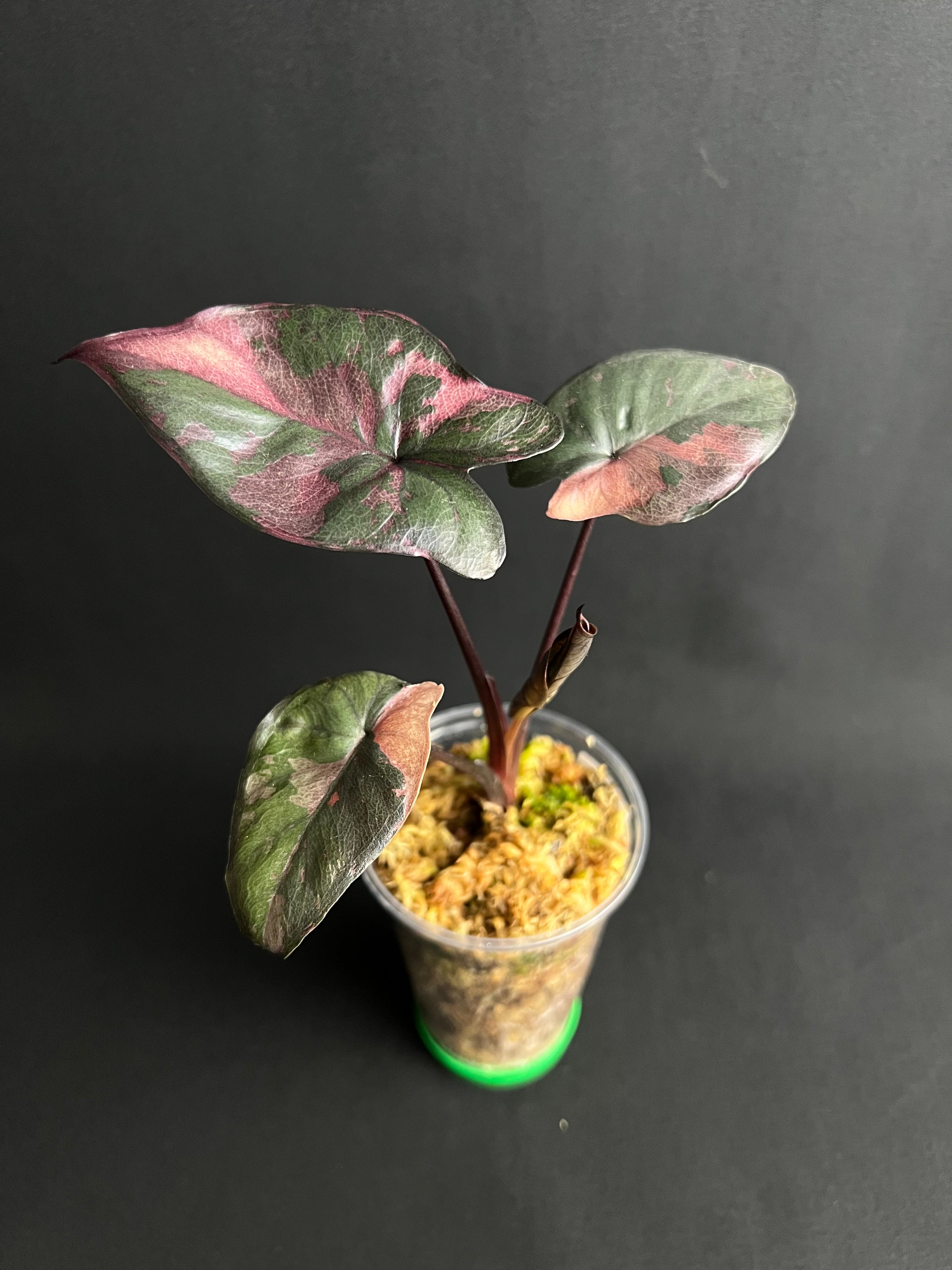 Alocasia Serendipity Variegata #2