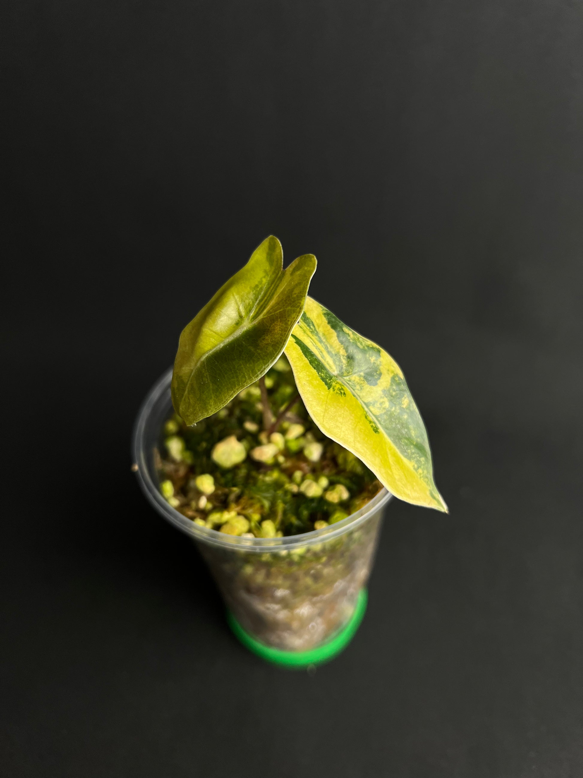 Alocasia Pseudo Sanderiana Aurea Variegata