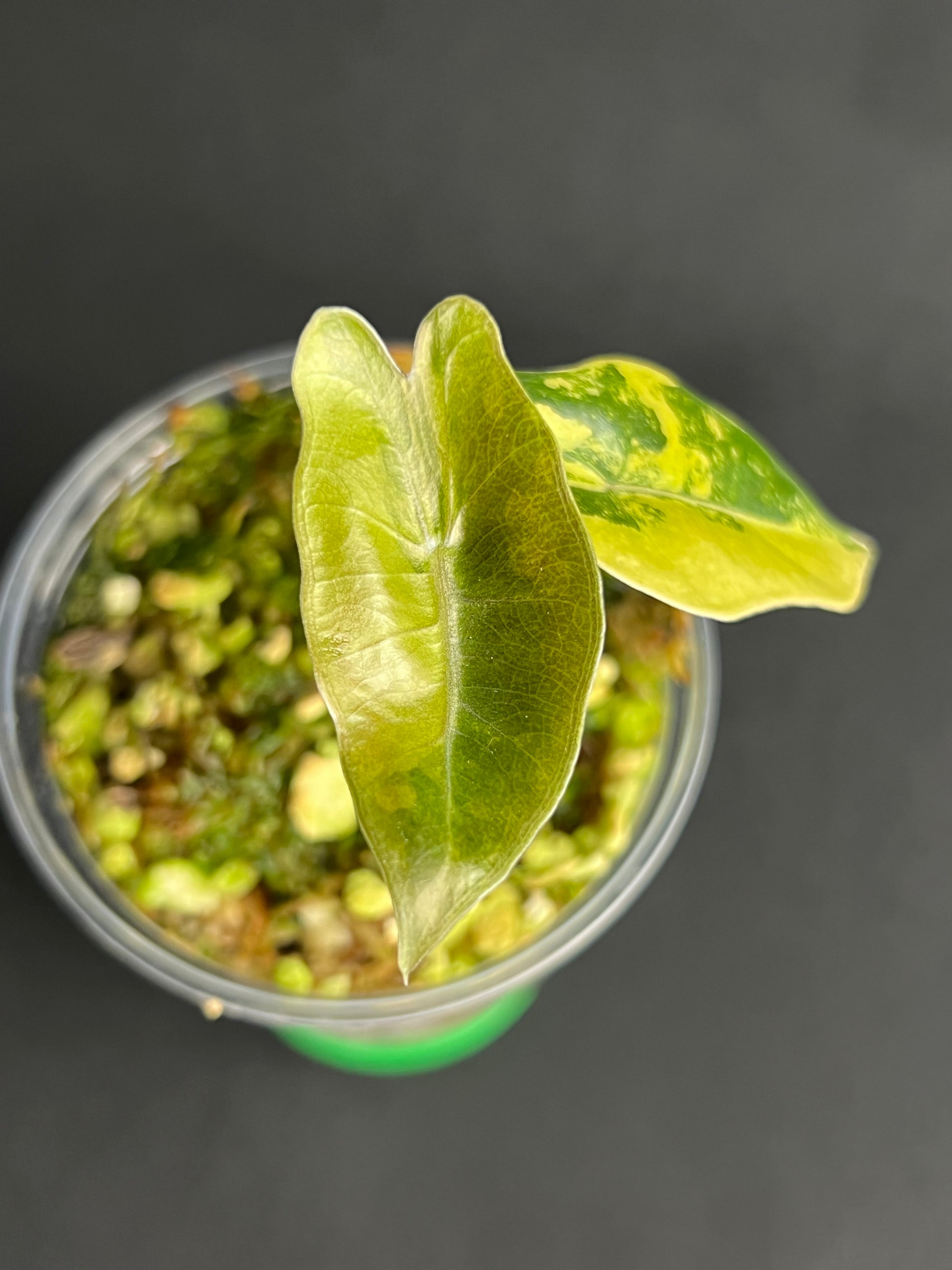 Alocasia Pseudo Sanderiana Aurea Variegata