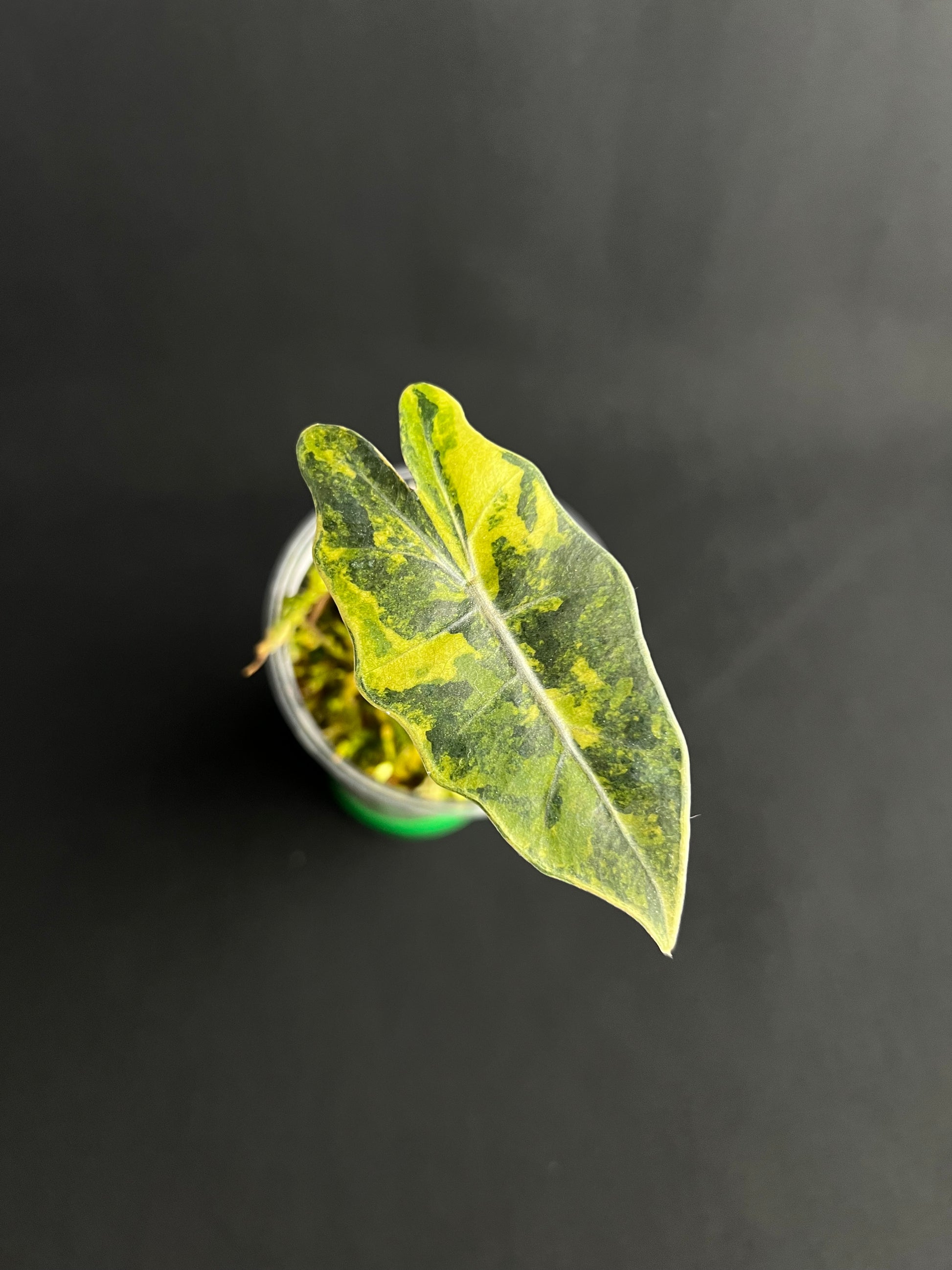 Alocasia Pseudo Sanderiana Aurea Variegata