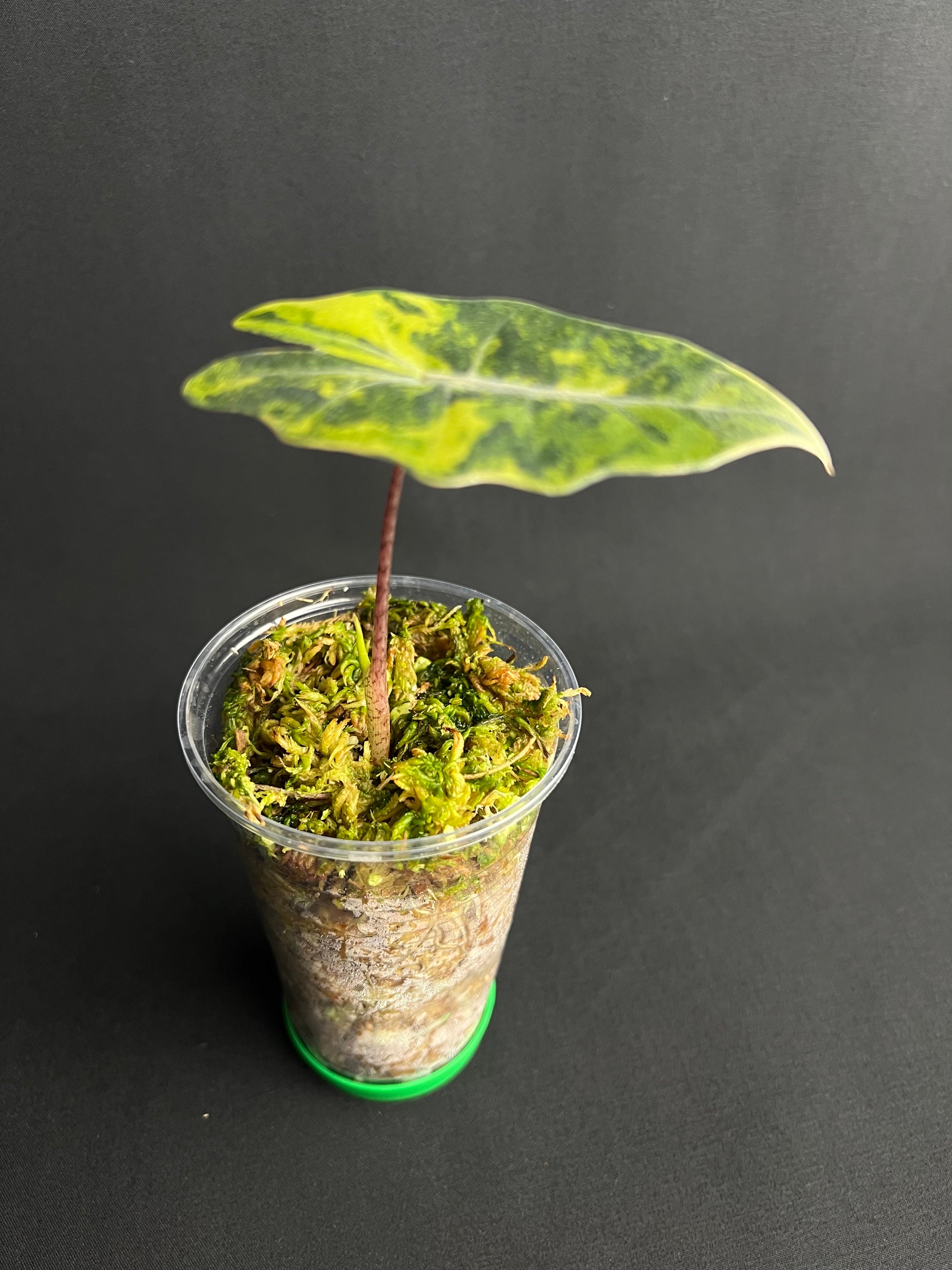 Alocasia Pseudo Sanderiana Aurea Variegata