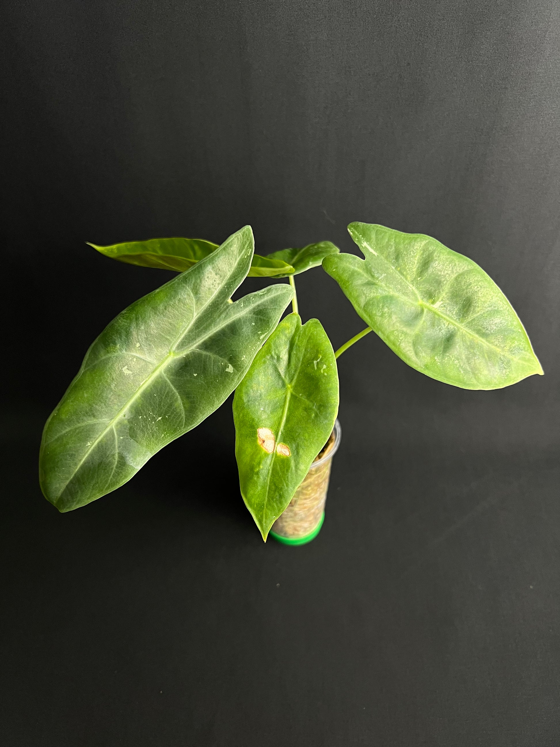 Alocasia Longiloba Albo Variegata #2
