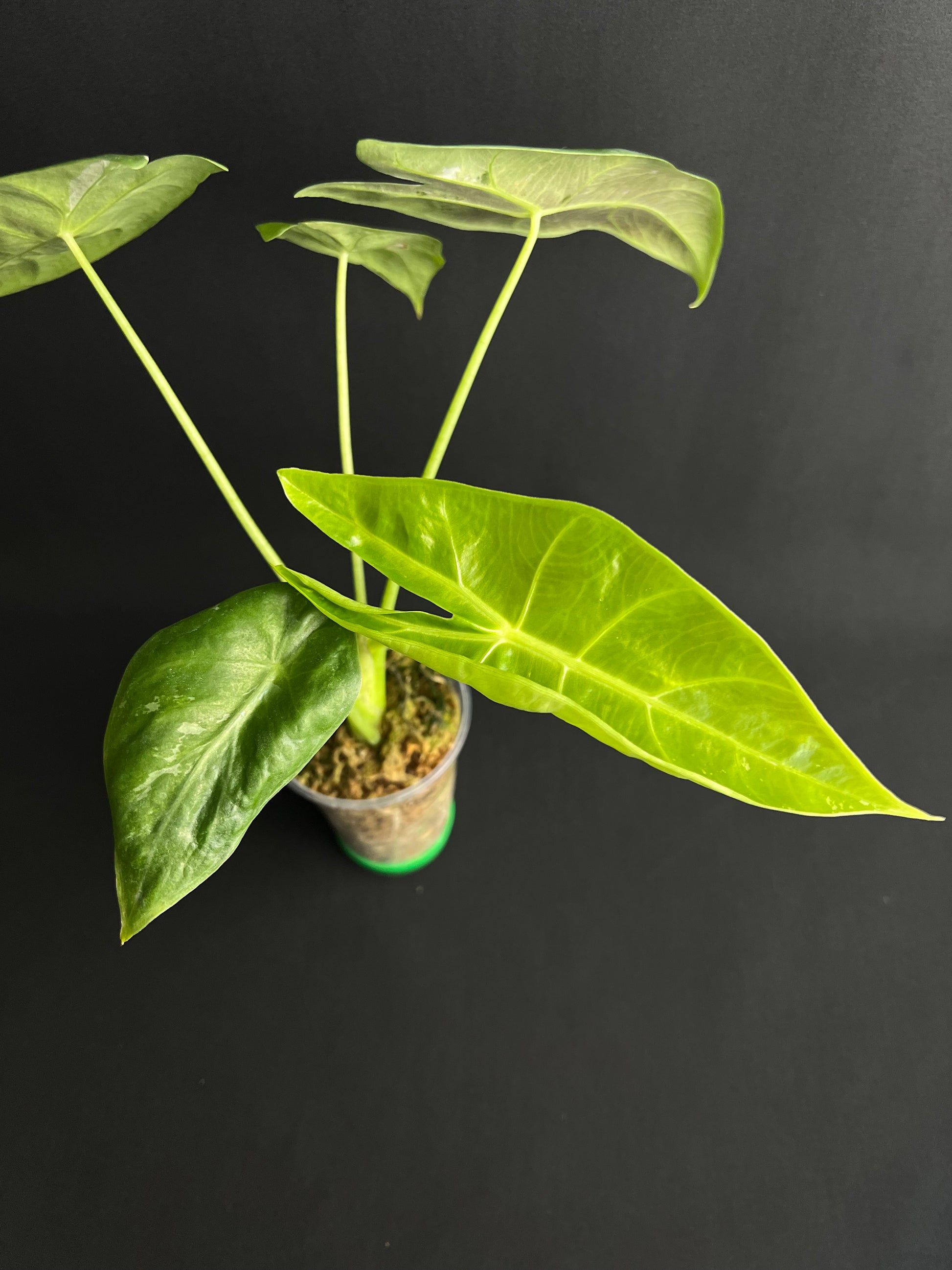 Alocasia Longiloba Albo Variegata #2
