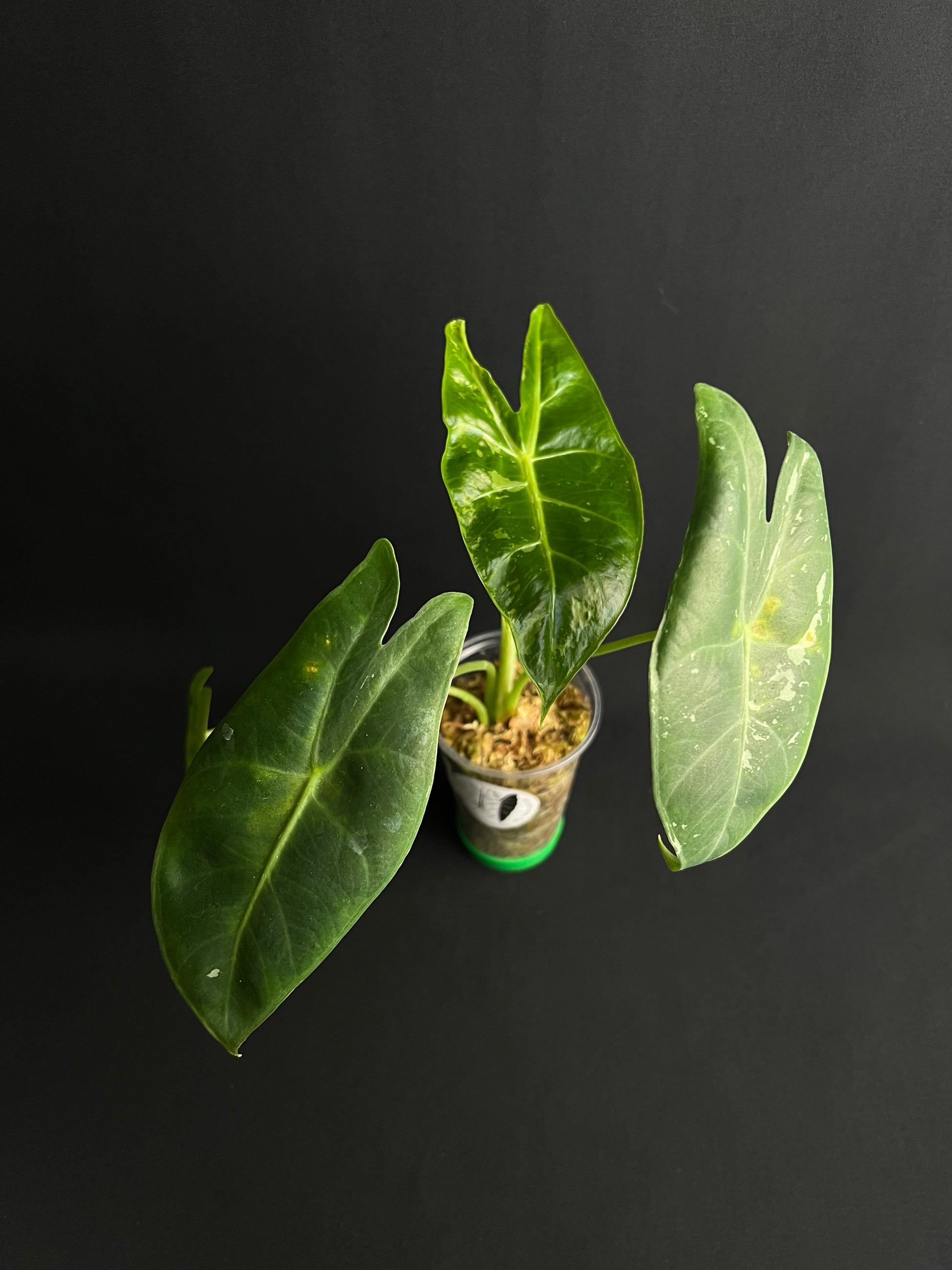 Alocasia Longiloba Albo Variegata #3