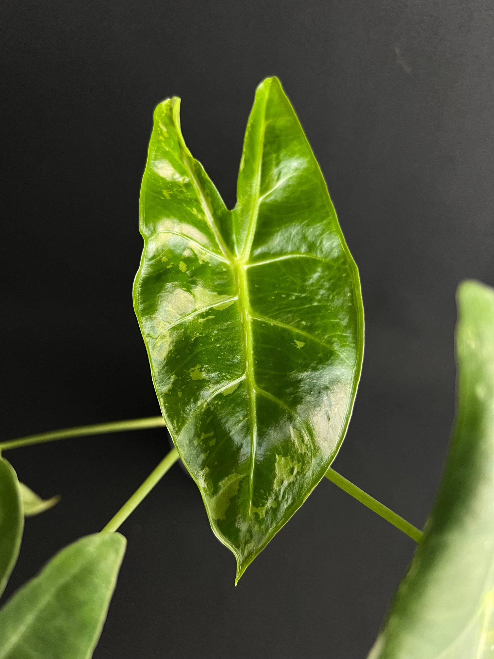Alocasia Longiloba Albo Variegata #3