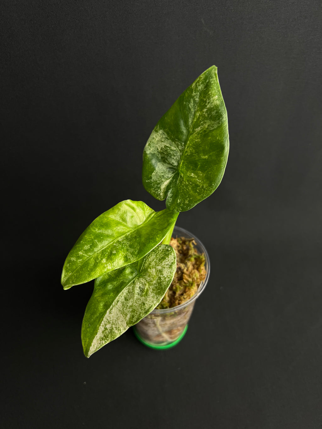 Alocasia Odora 'Batik' Variegata