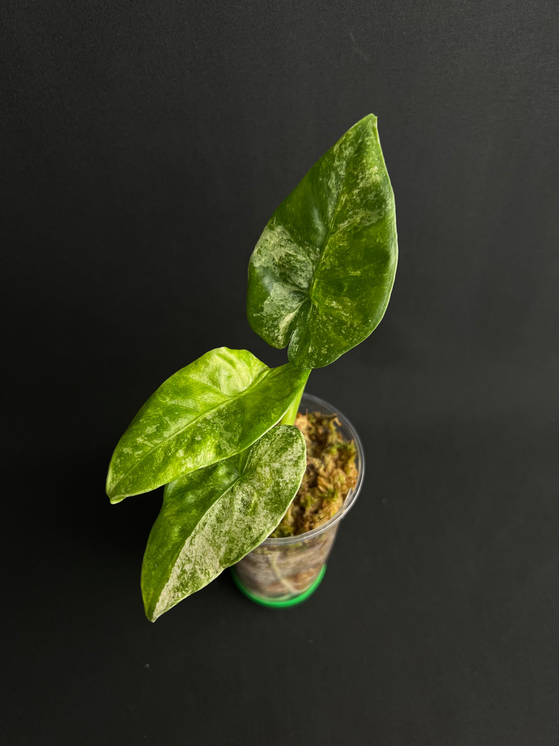 Alocasia Odora 'Batik' Variegata