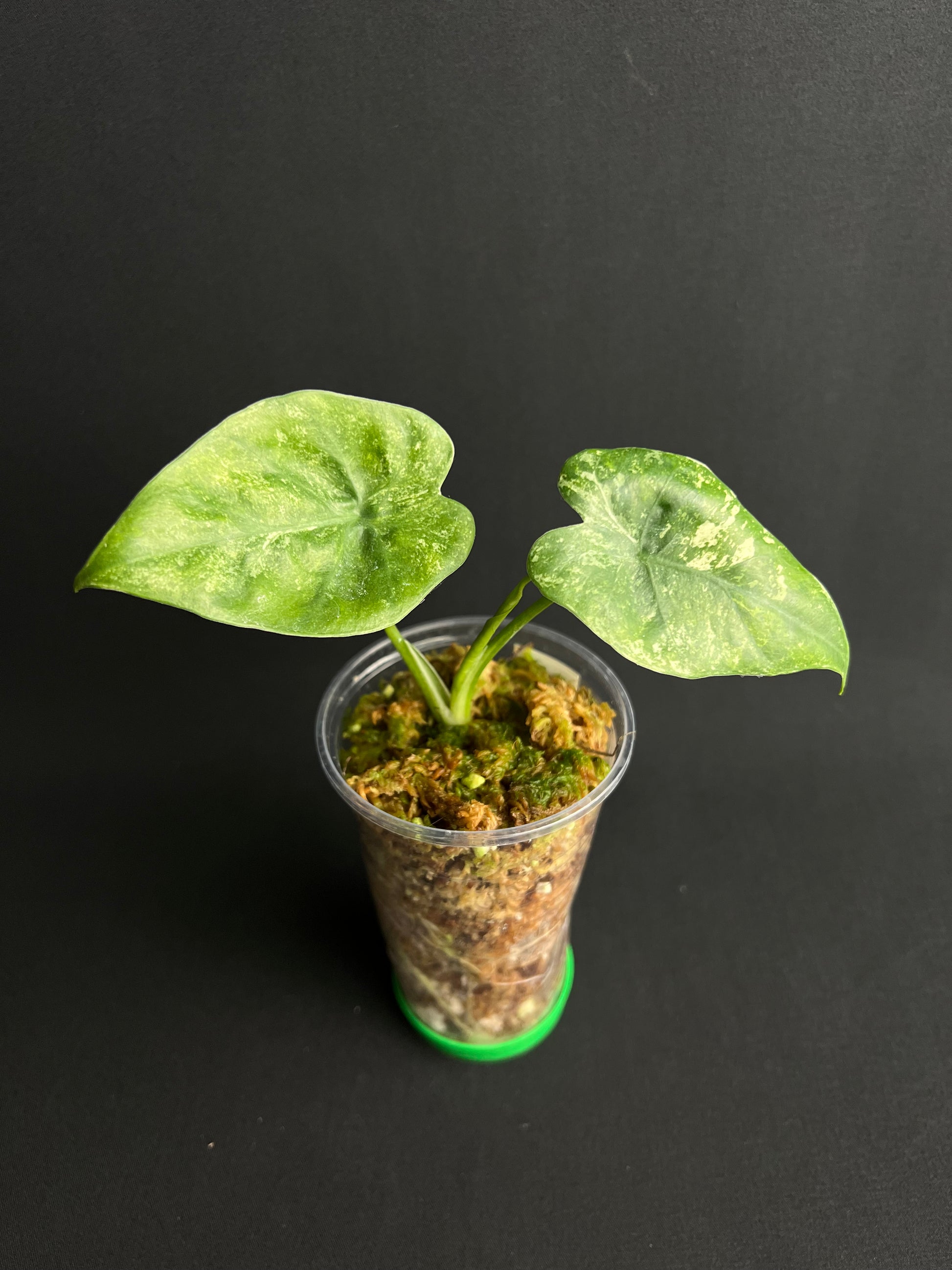 Alocasia Odora 'Batik' Variegata