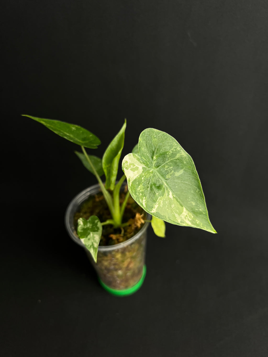 Alocasia Odora 'California' Albo Variegata (Gageana)