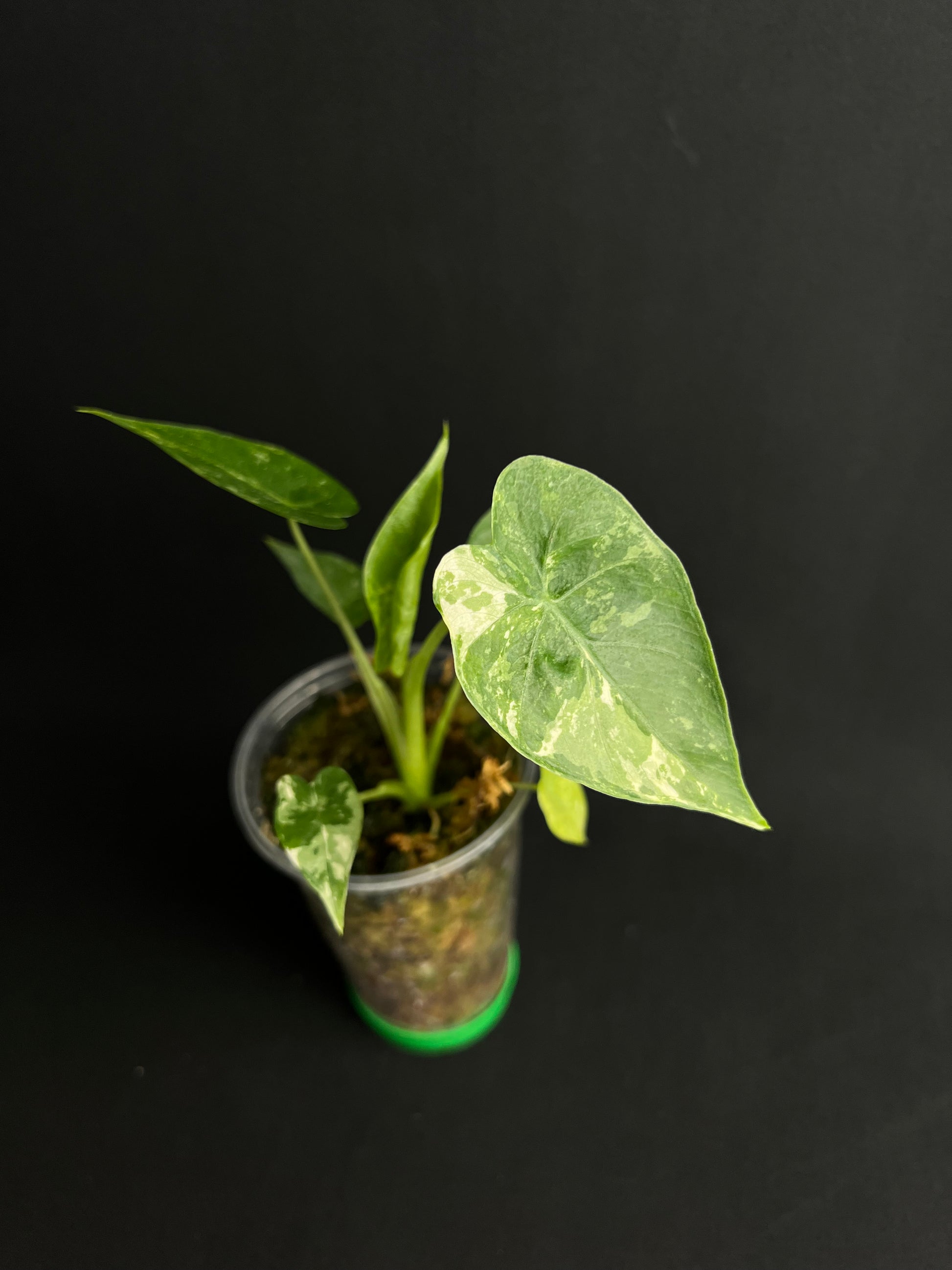Alocasia Odora 'California' Albo Variegata (Gageana)