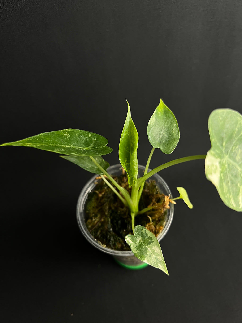 Alocasia Odora 'California' Albo Variegata (Gageana)