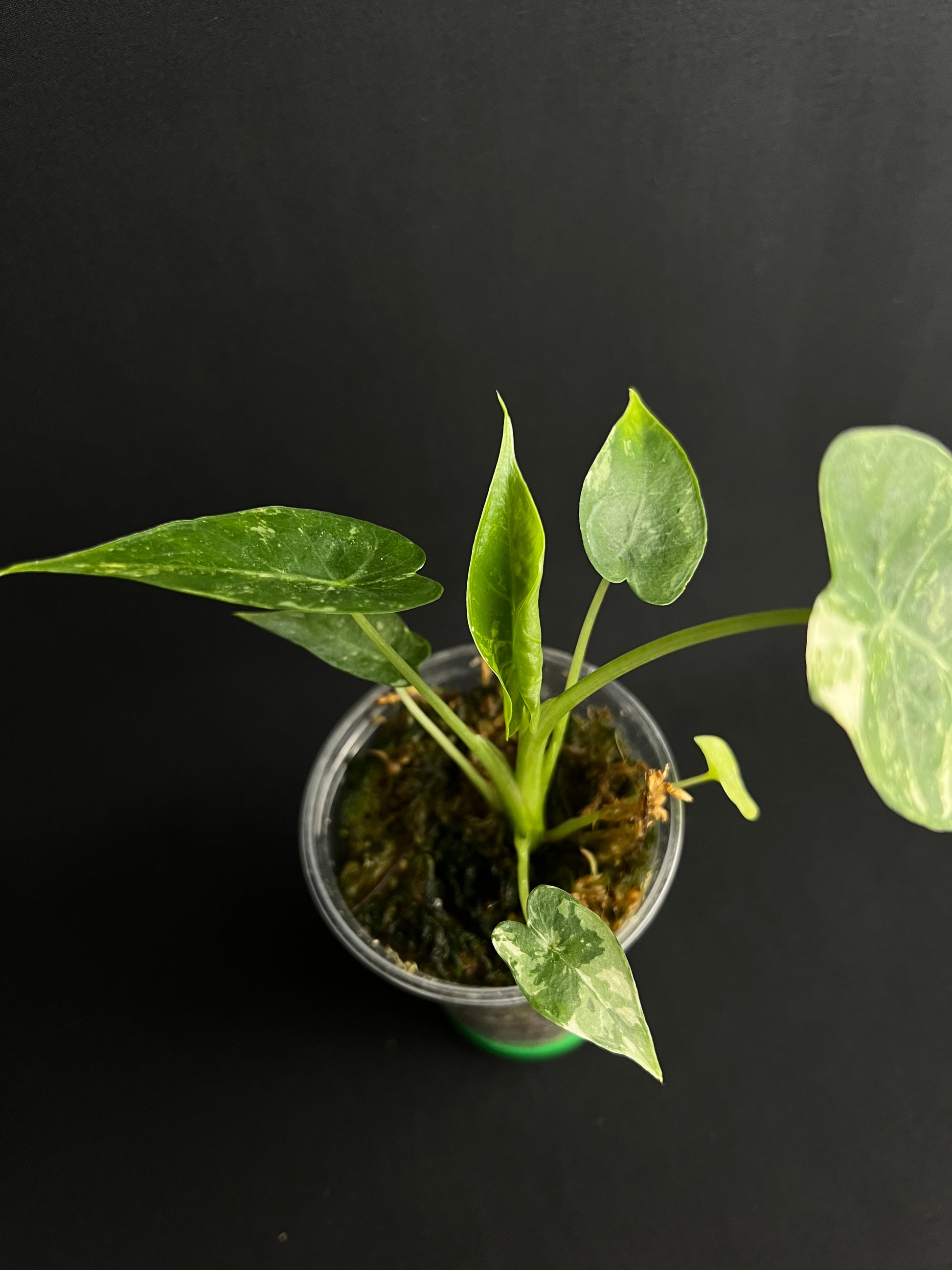 Alocasia Odora 'California' Albo Variegata (Gageana)