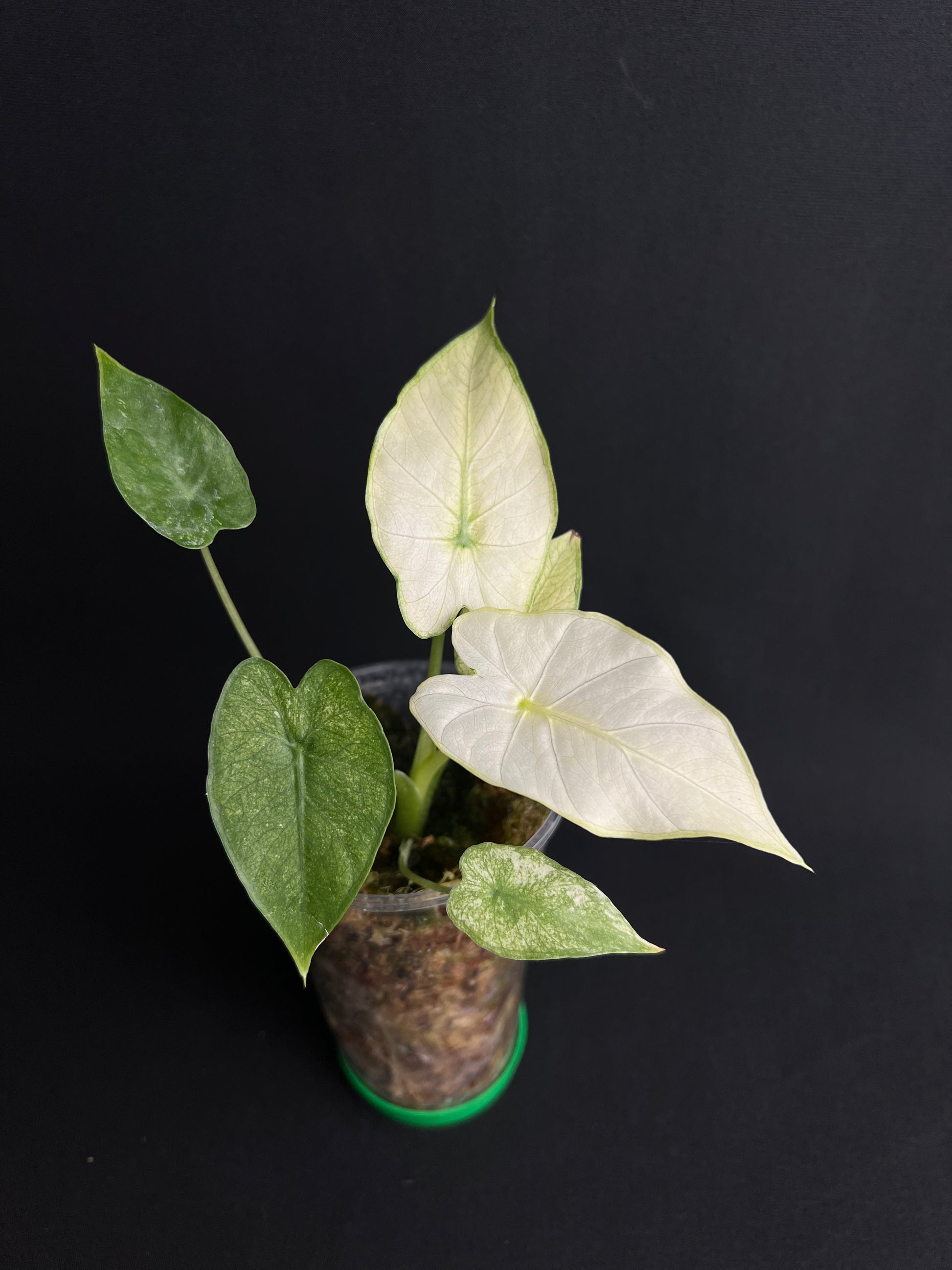 Alocasia Odora 'California' Albo Variegata (Gageana)