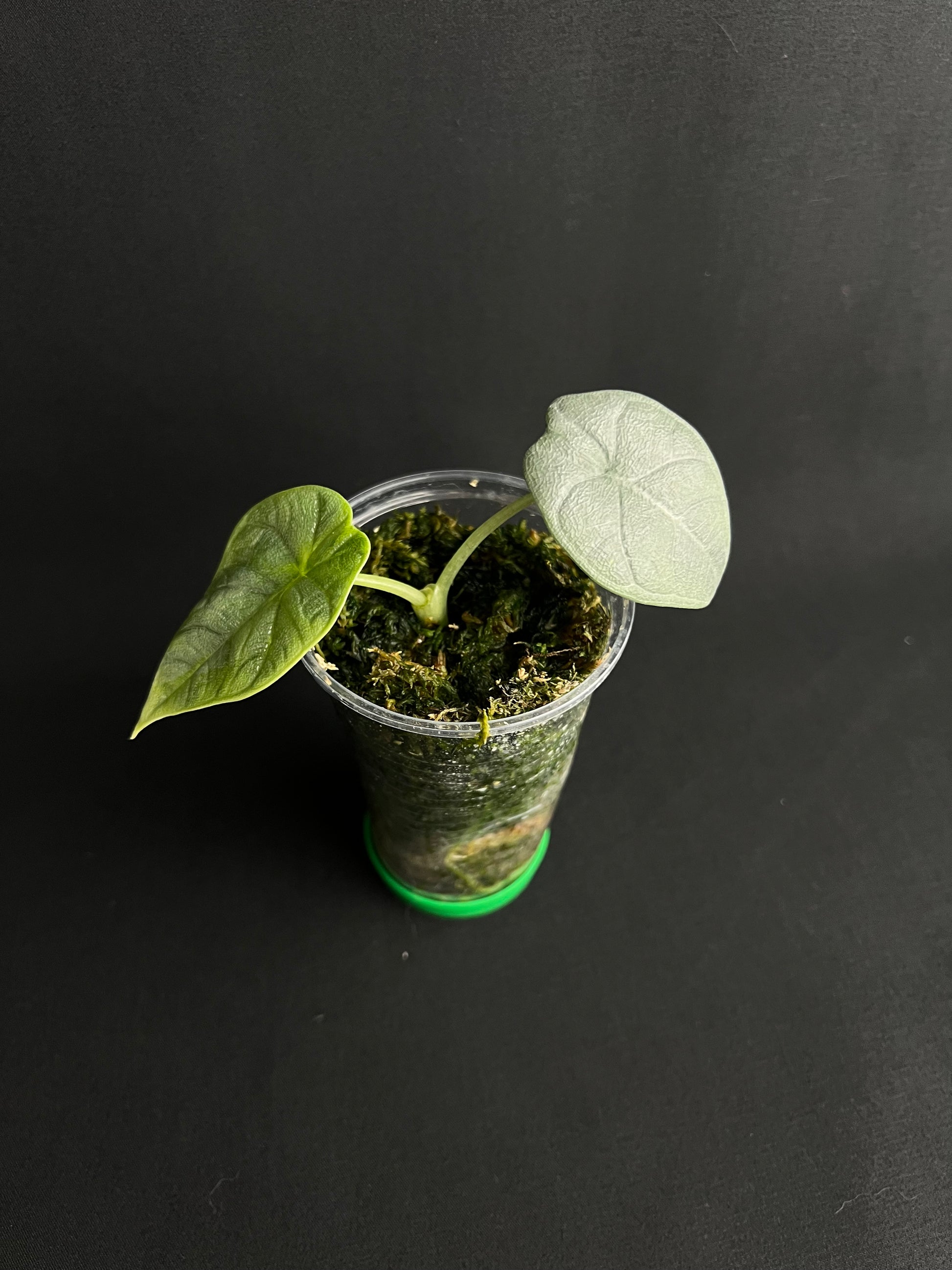 Alocasia Melo