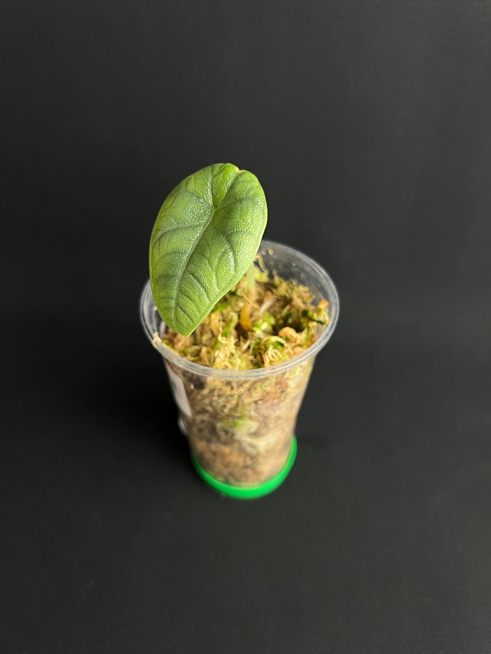Alocasia Melo
