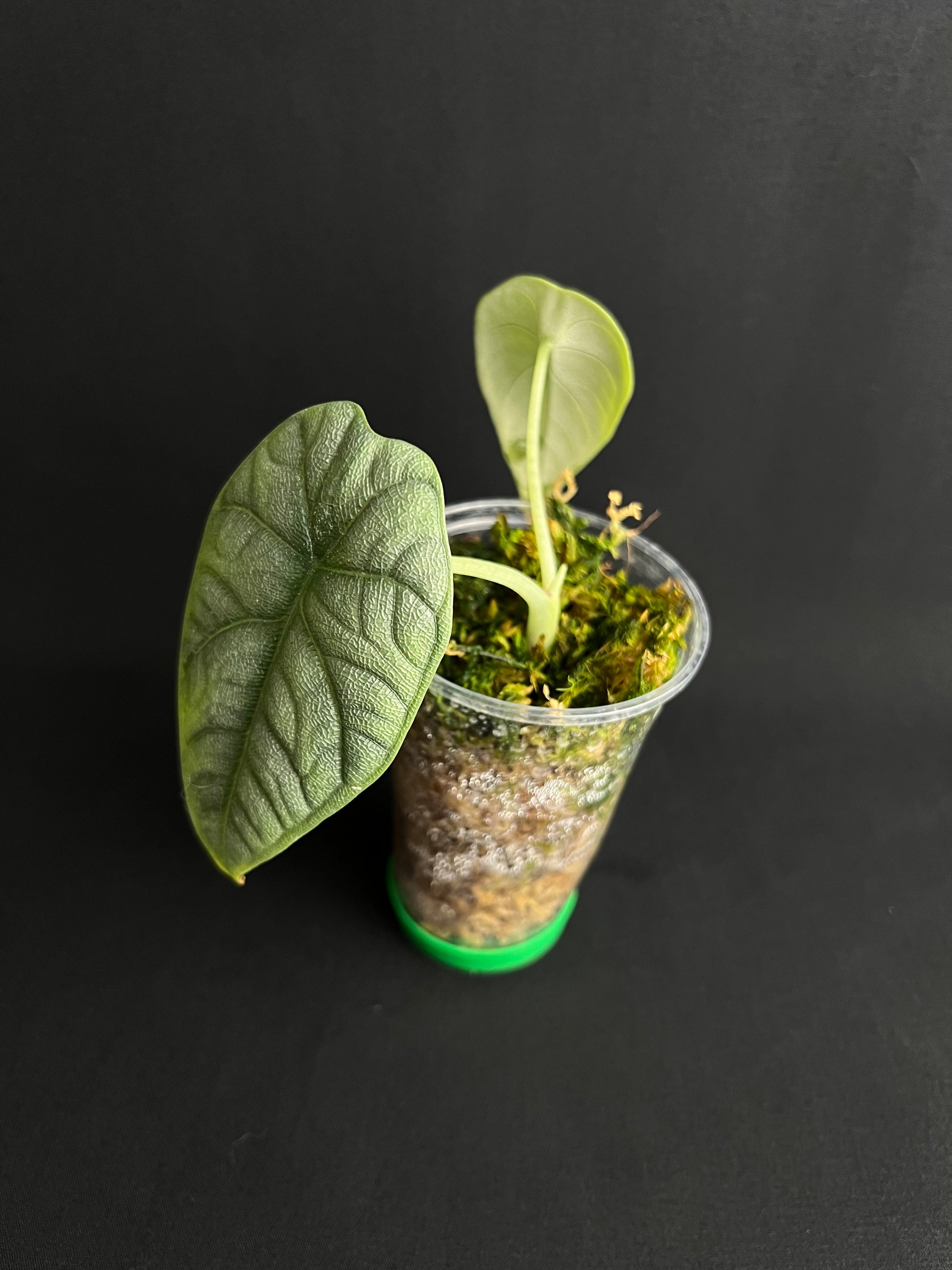 Alocasia Melo