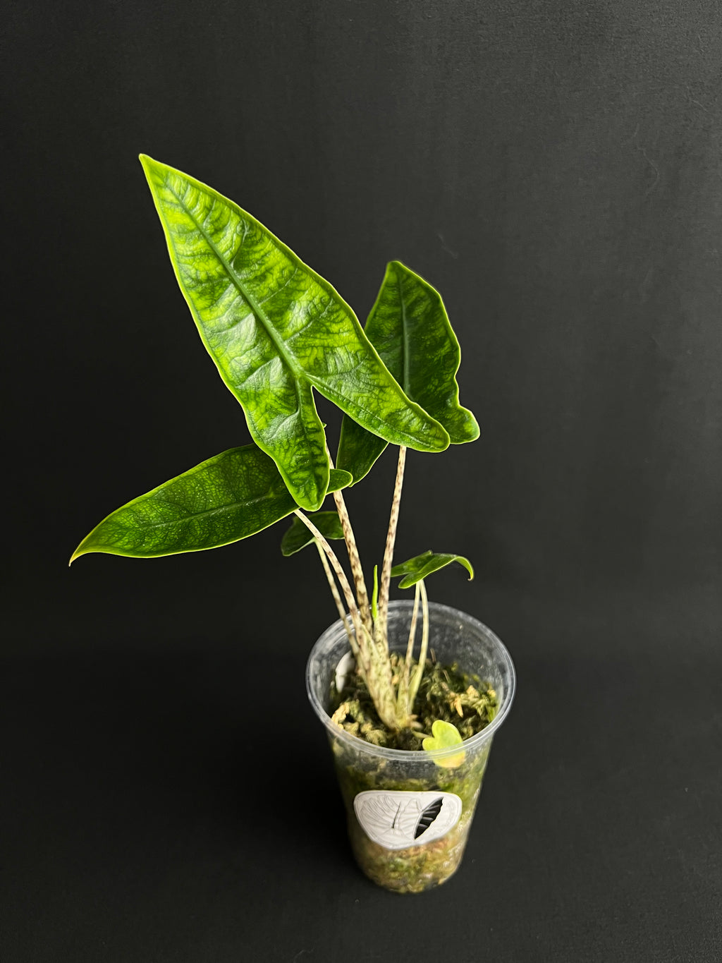 Alocasia Reticulata