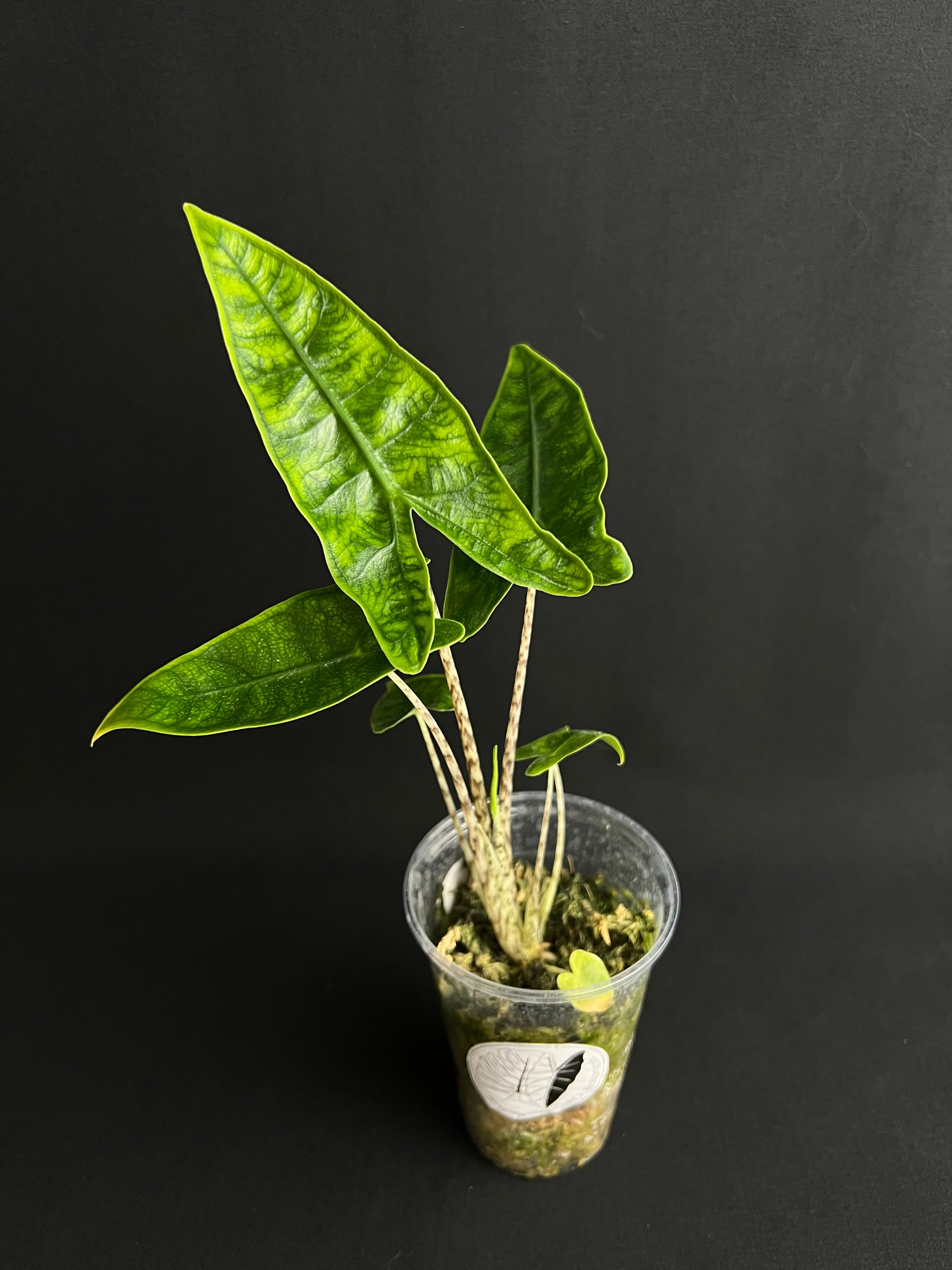 Alocasia Reticulata